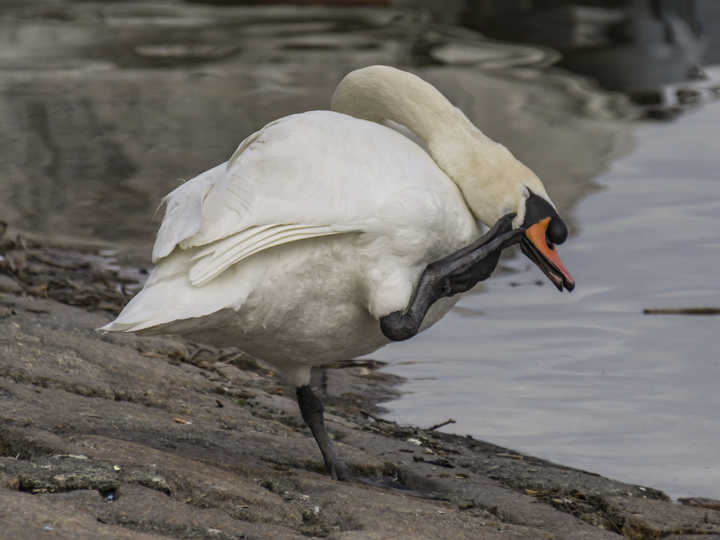 Venerdì 5 aprile 2019, 17:57