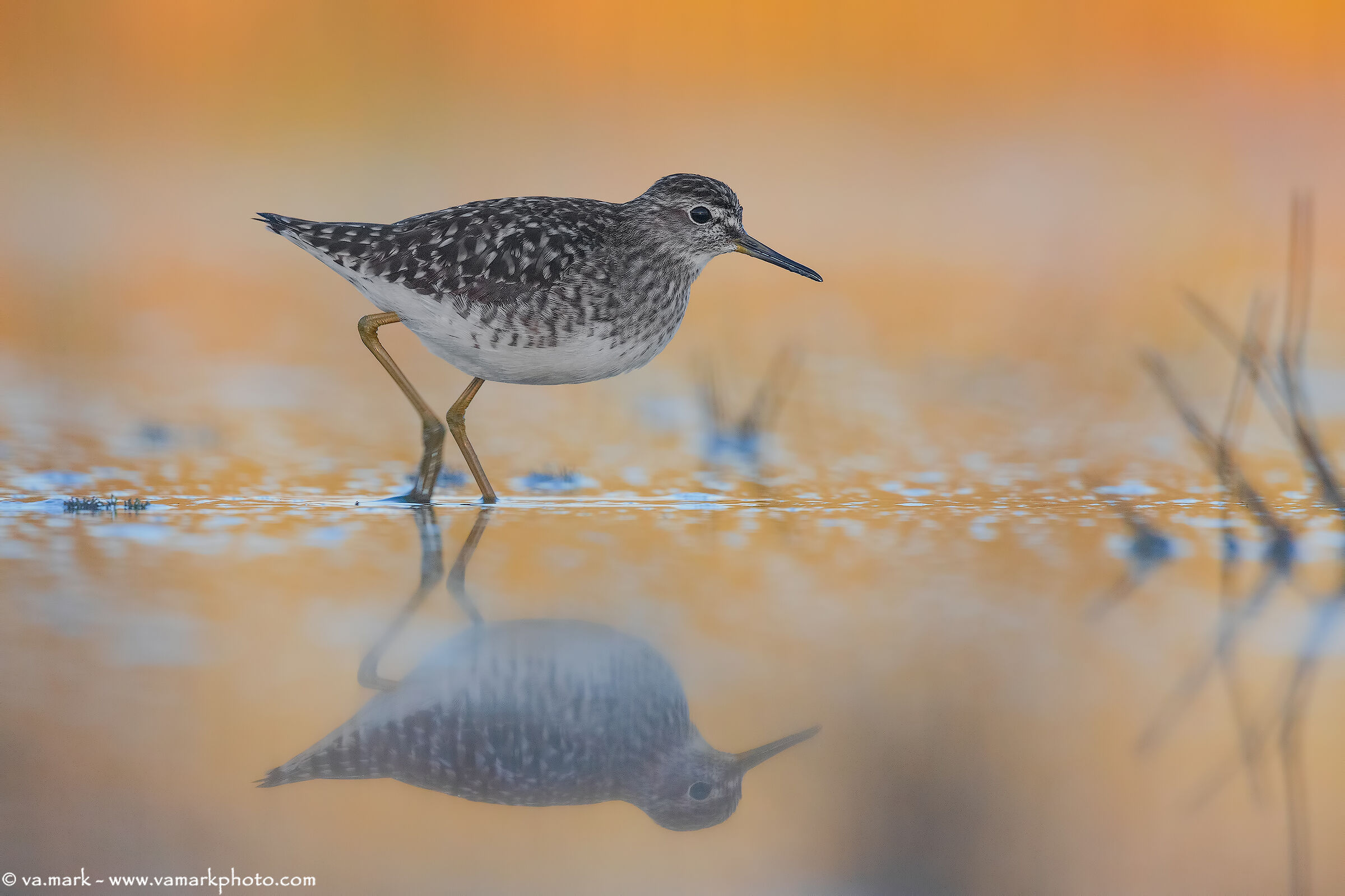 Piro Piro Boschereccio