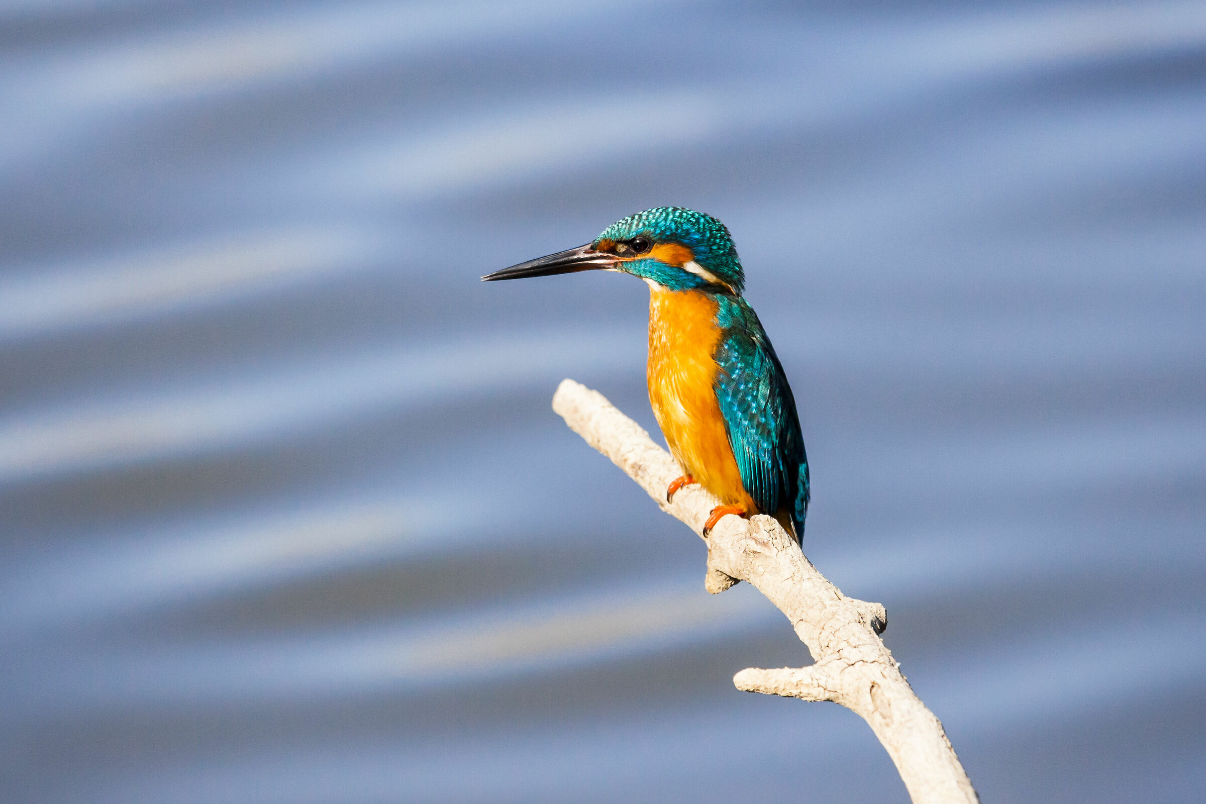 Kingfisher