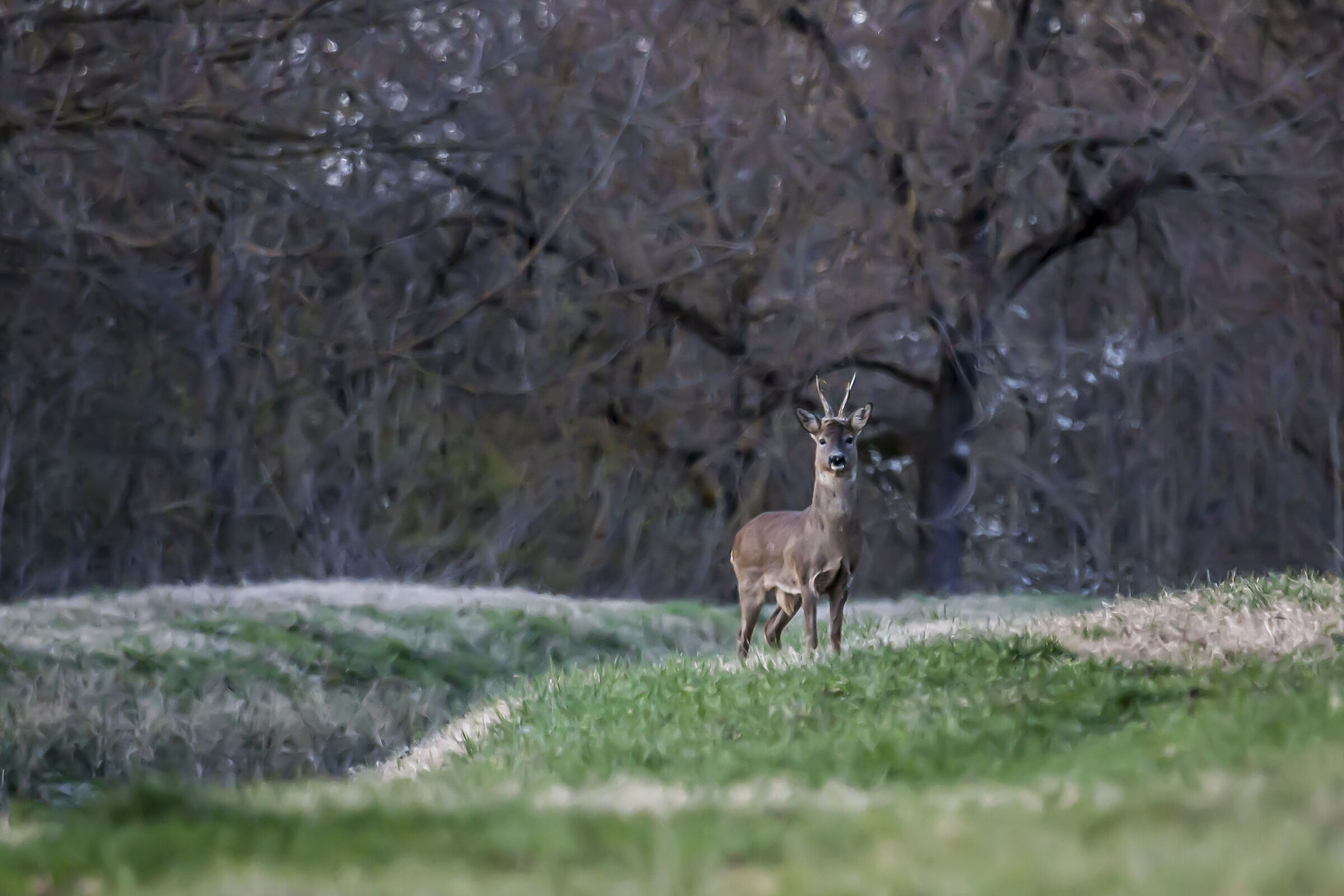 painting in the forest