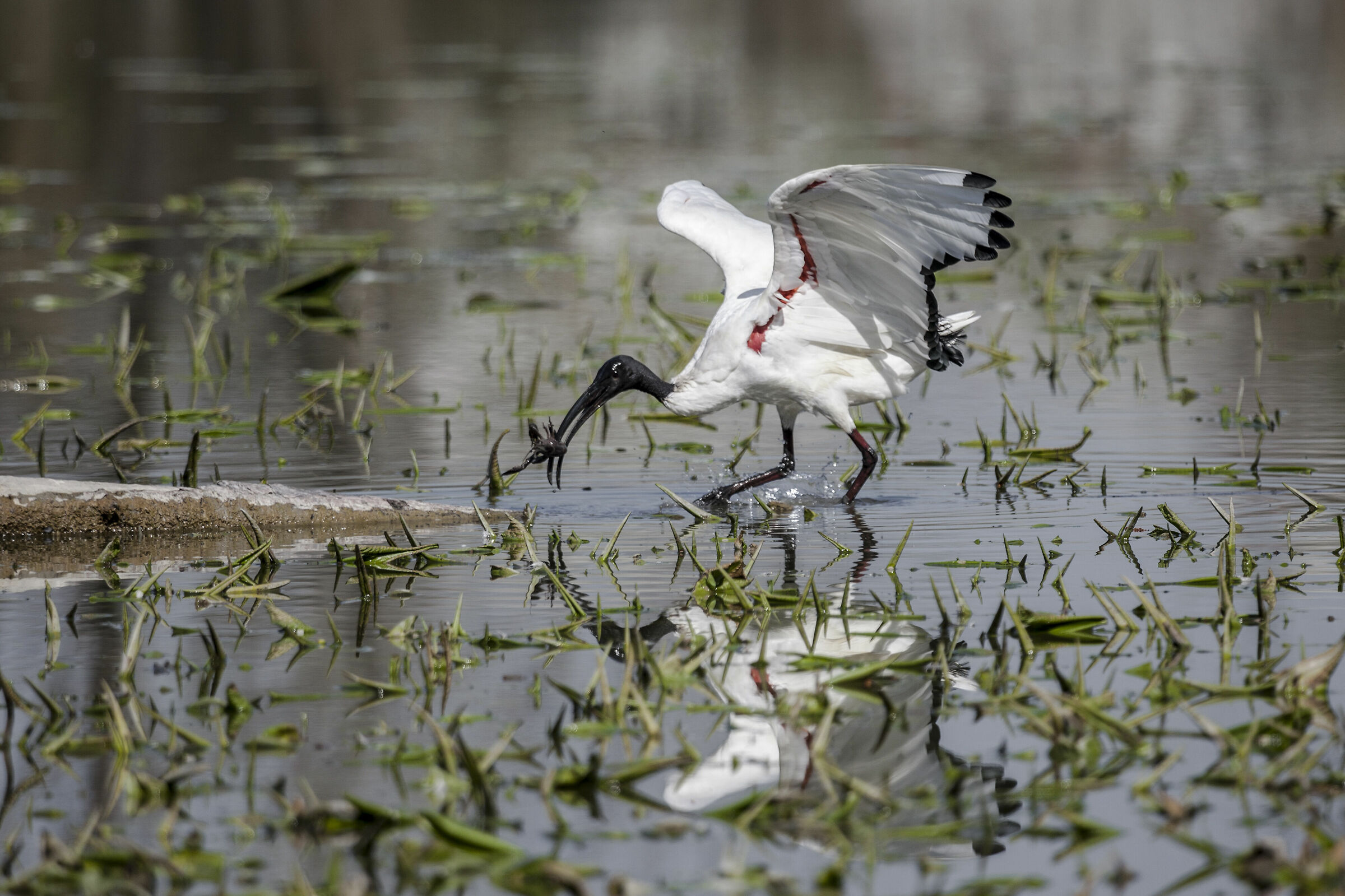 Sacred Ibis