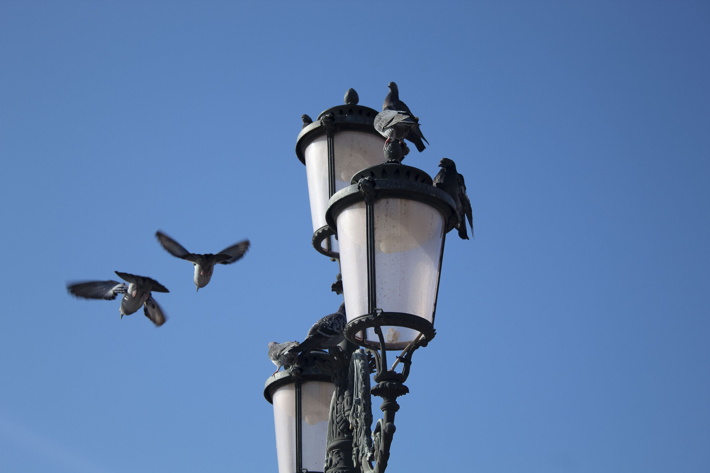 Living Nature with lamppost