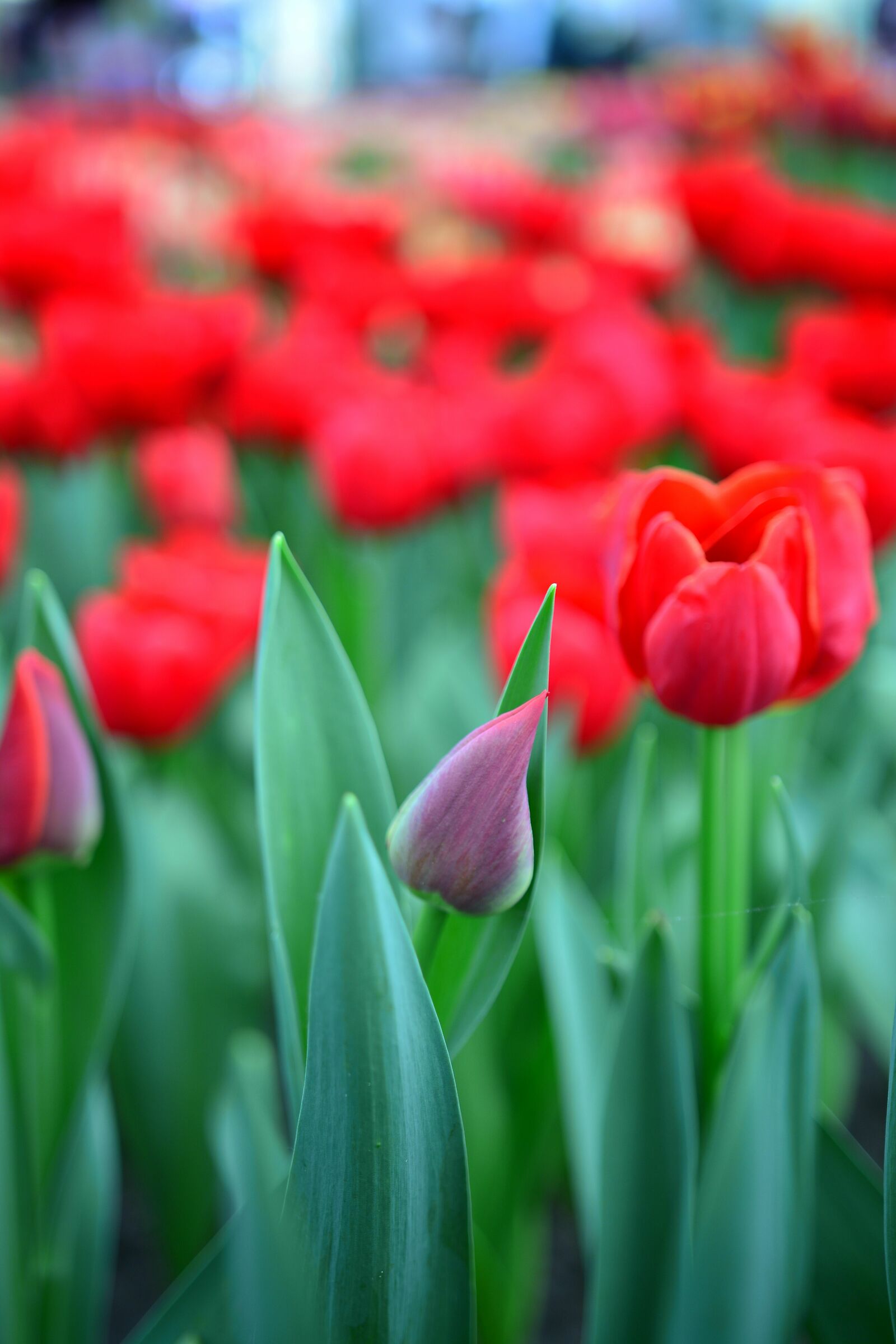 Magic Keukenhof 2019