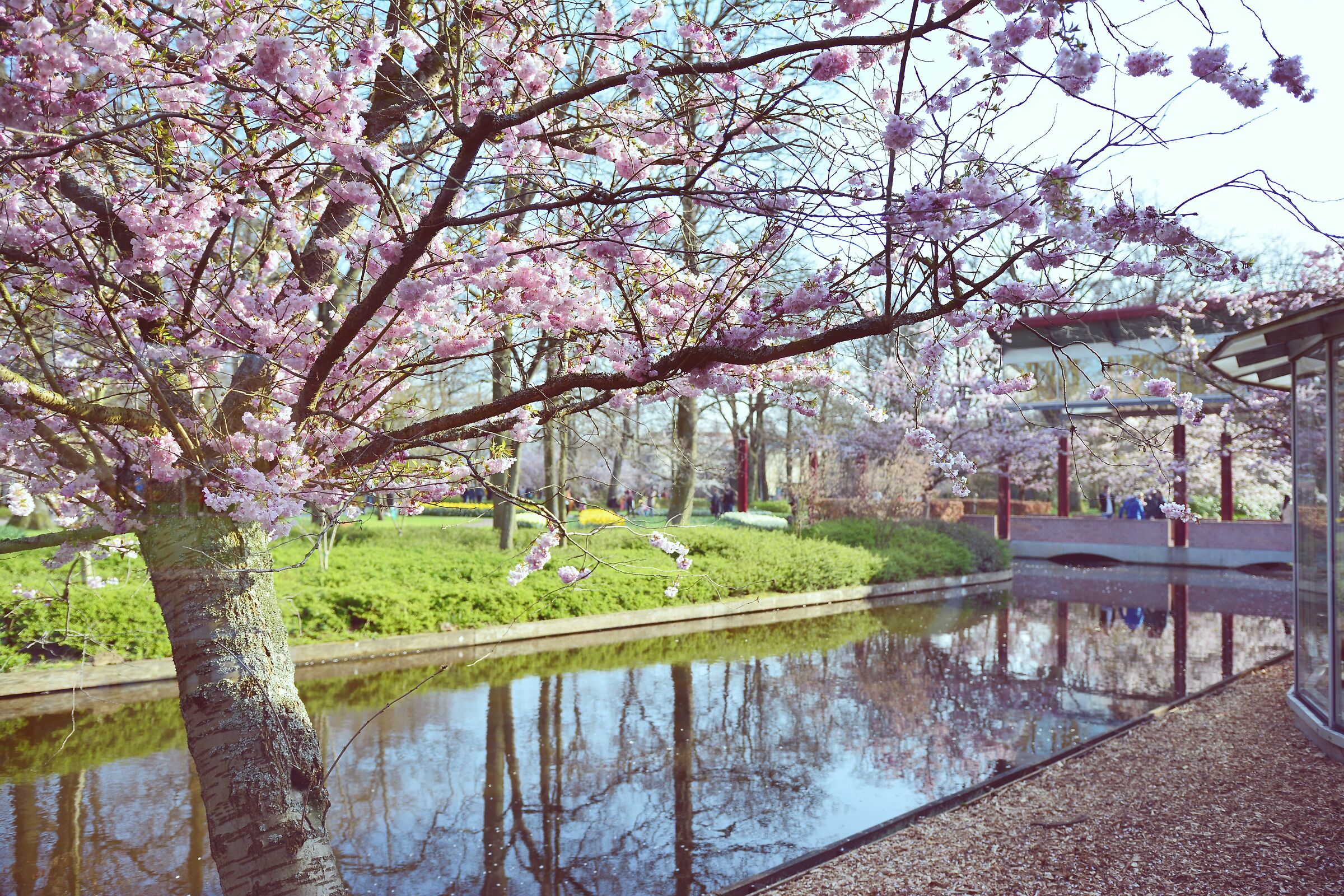 Like in Japan "Keukenhof 2019"