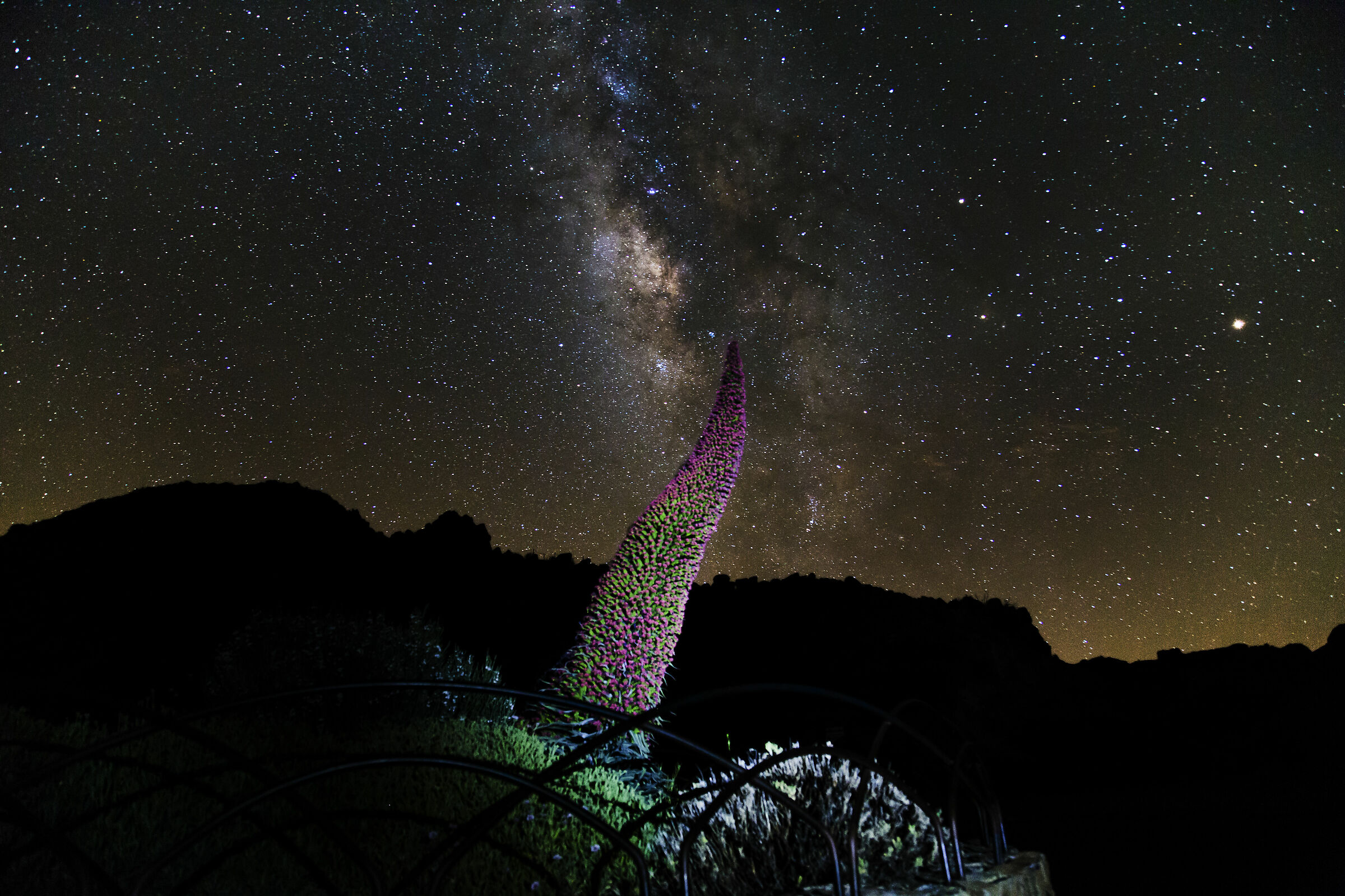 Tajinaste rojo en el teide tenerife