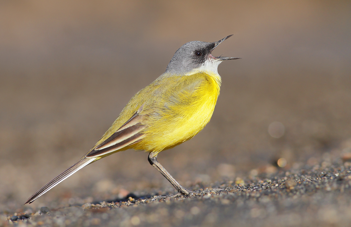 Yellow Wagtail