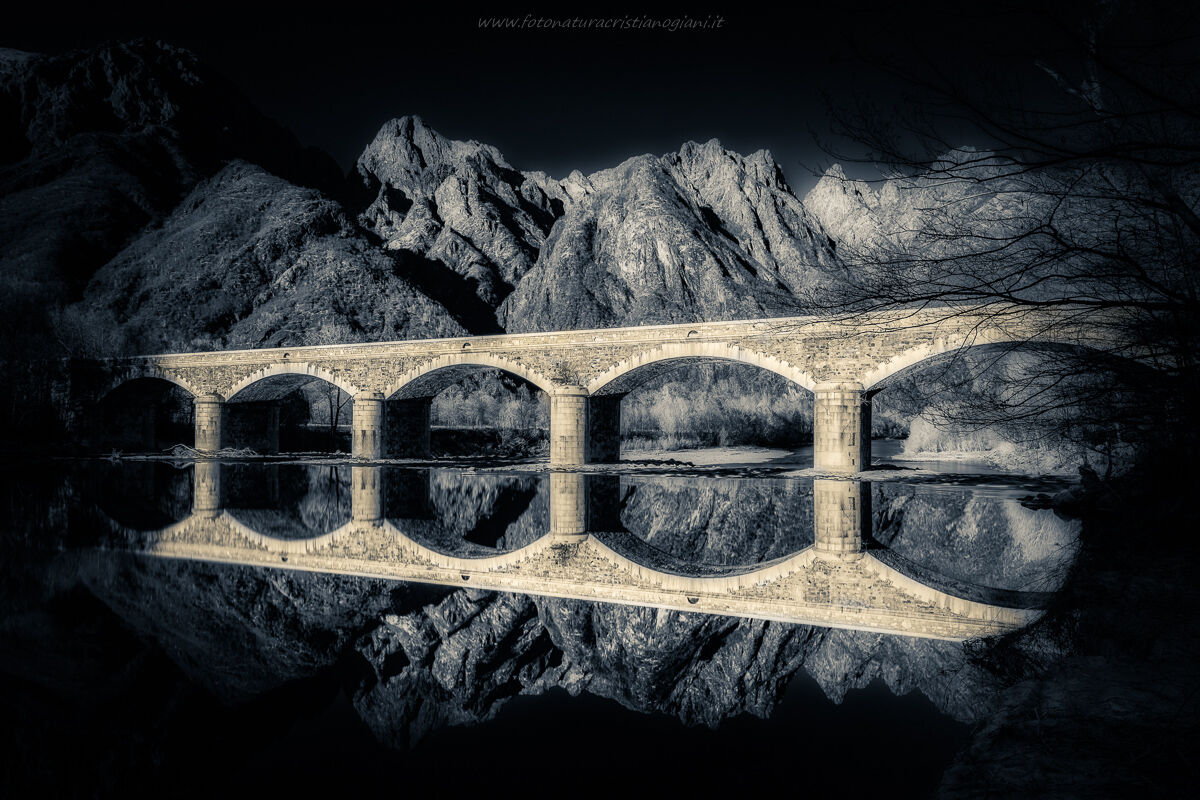 ' ' Narcissus ' ' Bridge