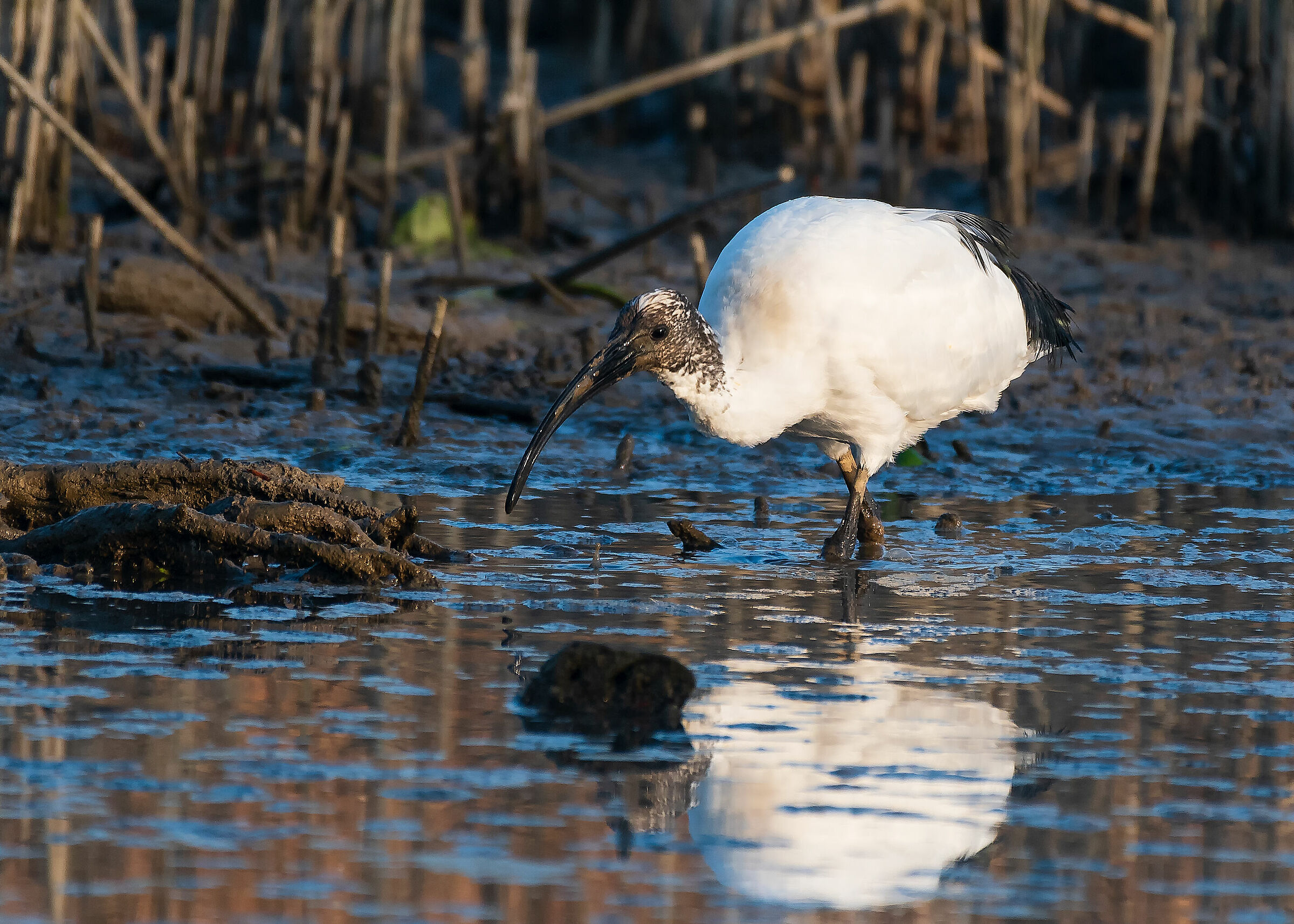 Sacred Ibis