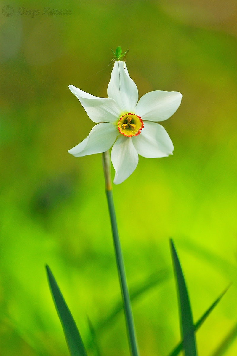 Narcissus with guest
