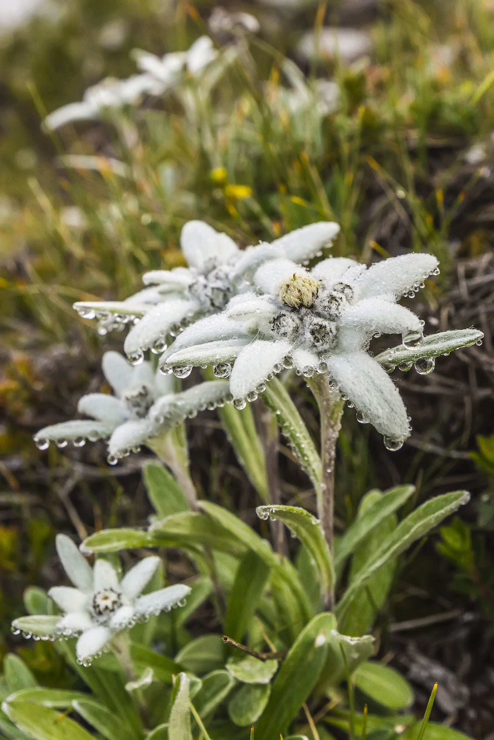 Edelweiss