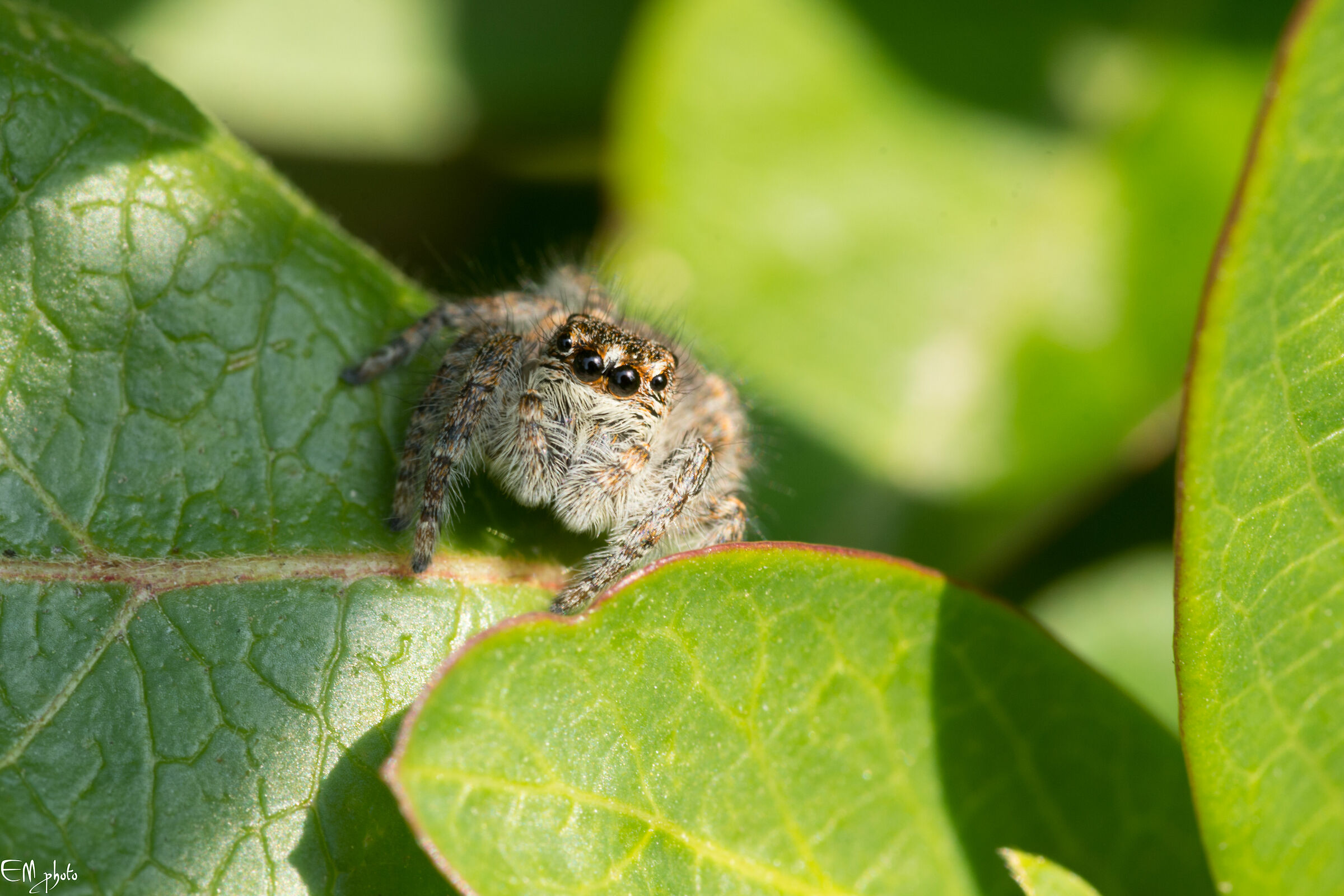 il mio primo incomtro con un Philaeus Chrysops