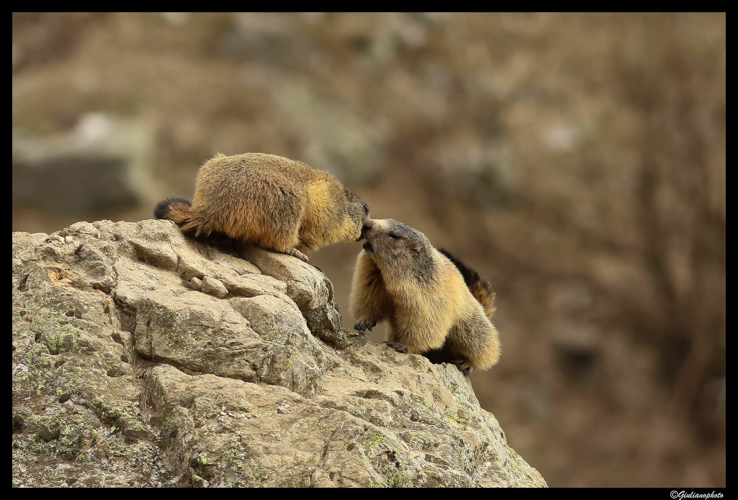 "C'è uno che ci guarda... fai finta di nient...