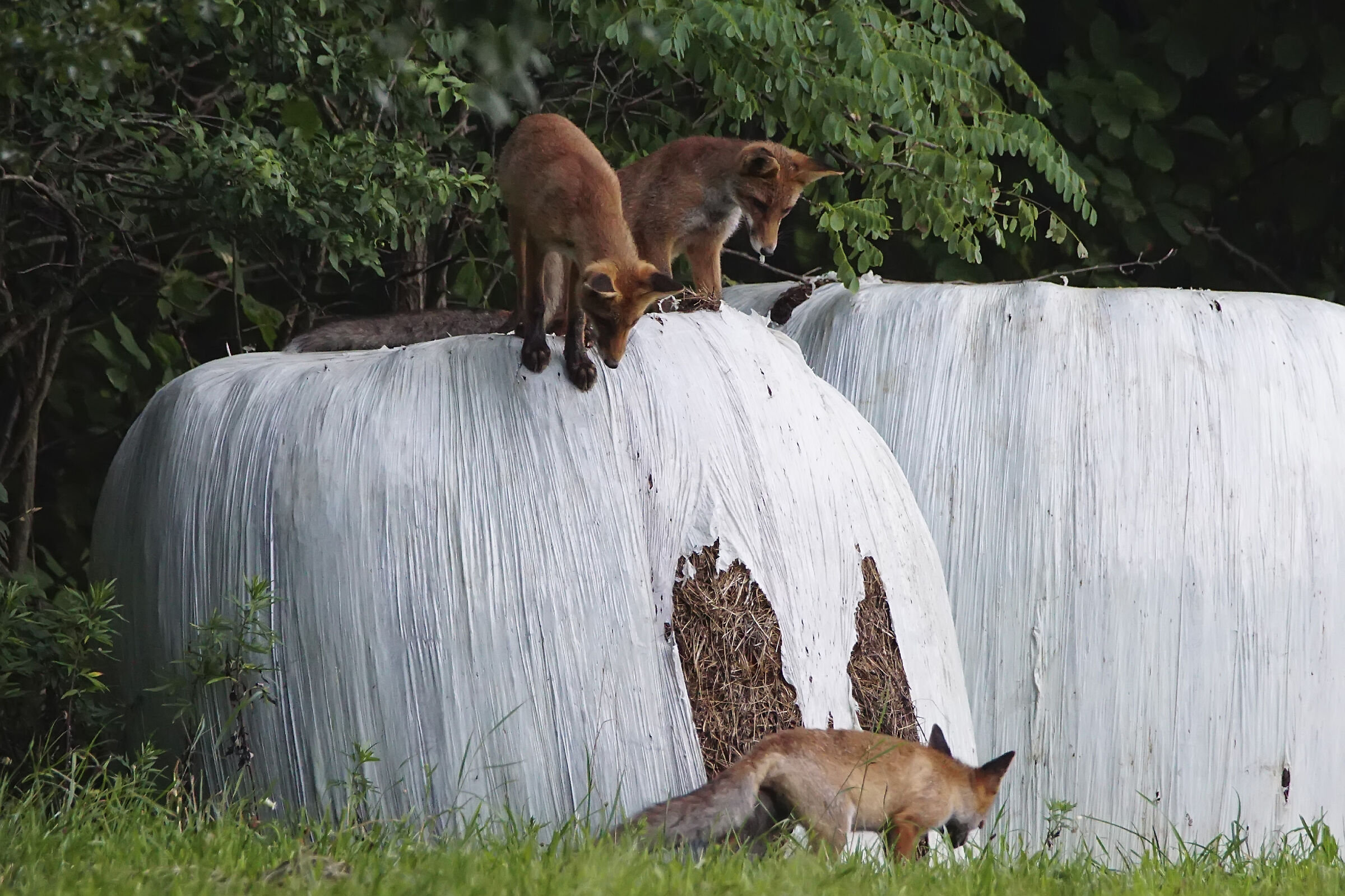 Giochi fra giovani volpi