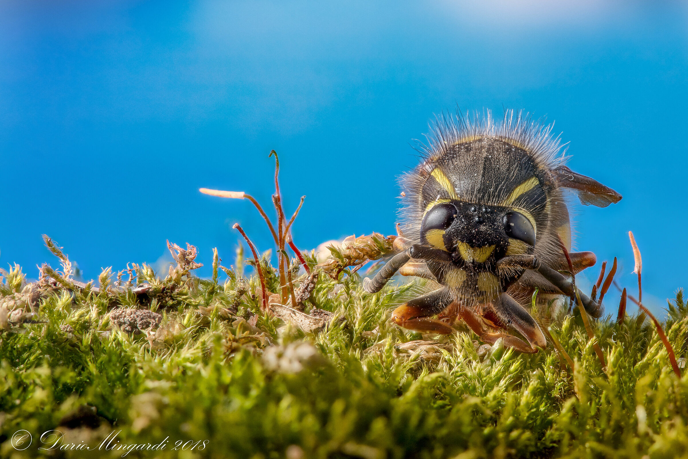 Imenottero di cui non conosco il nome ..