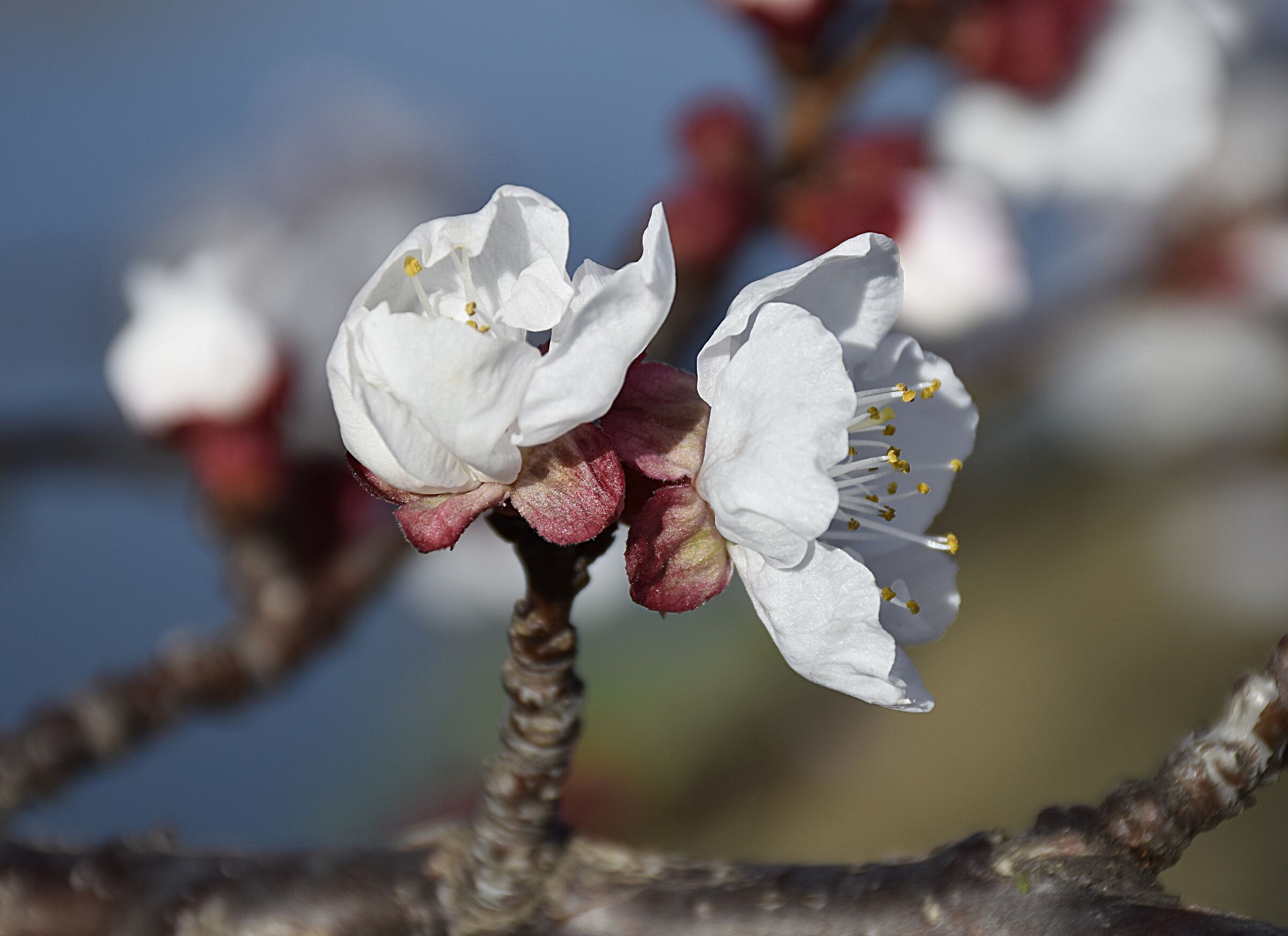 Primi accenni di primavera