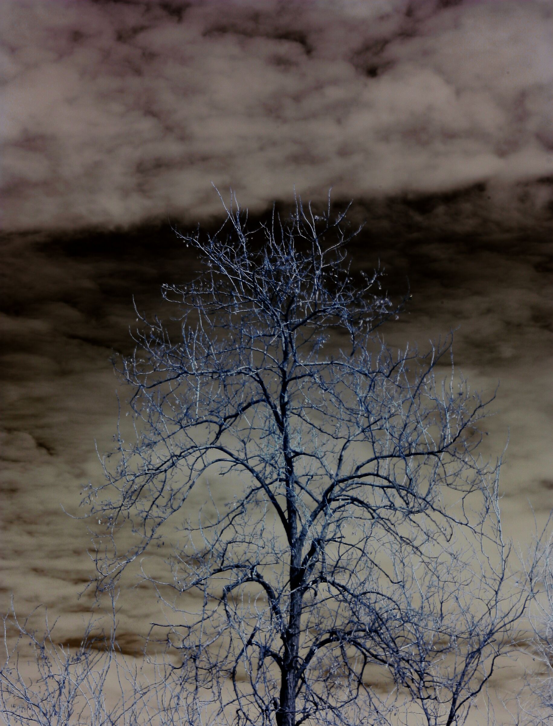 Waiting for the Flowering