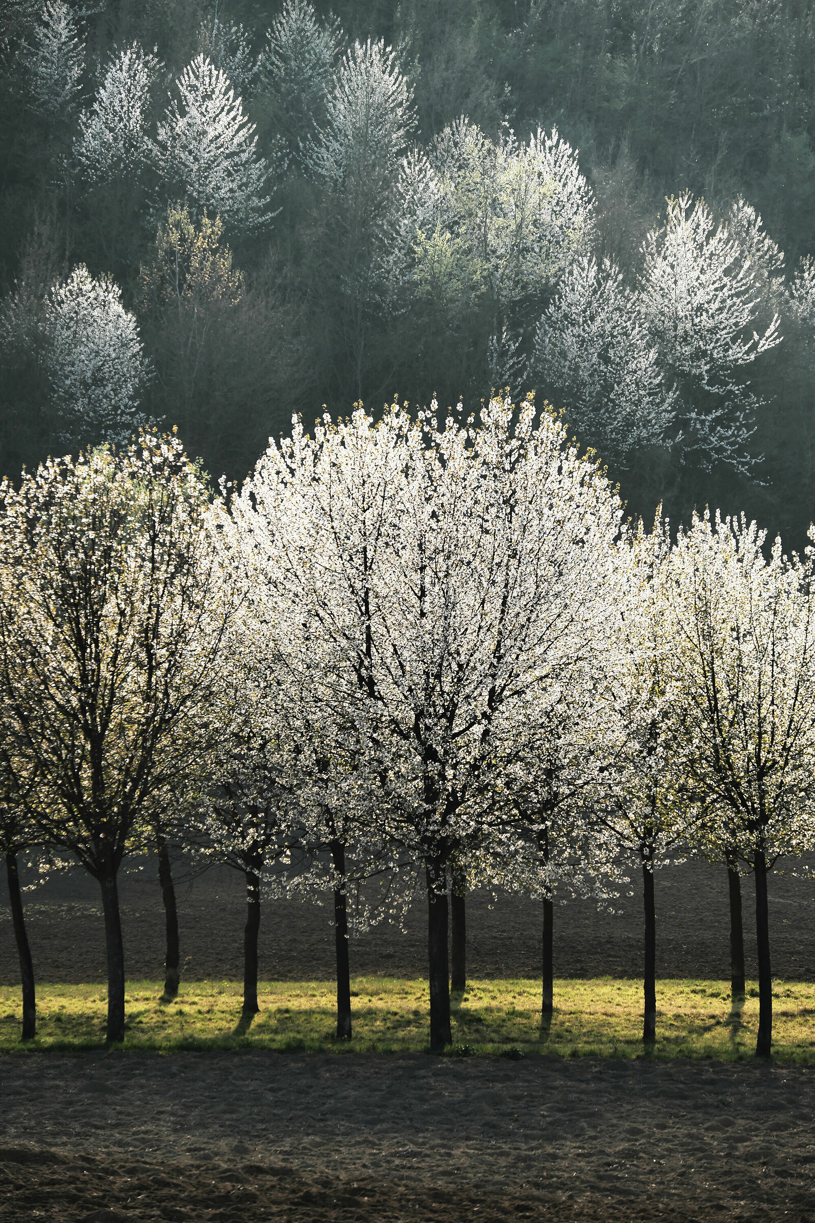 Monferrato in fiore.