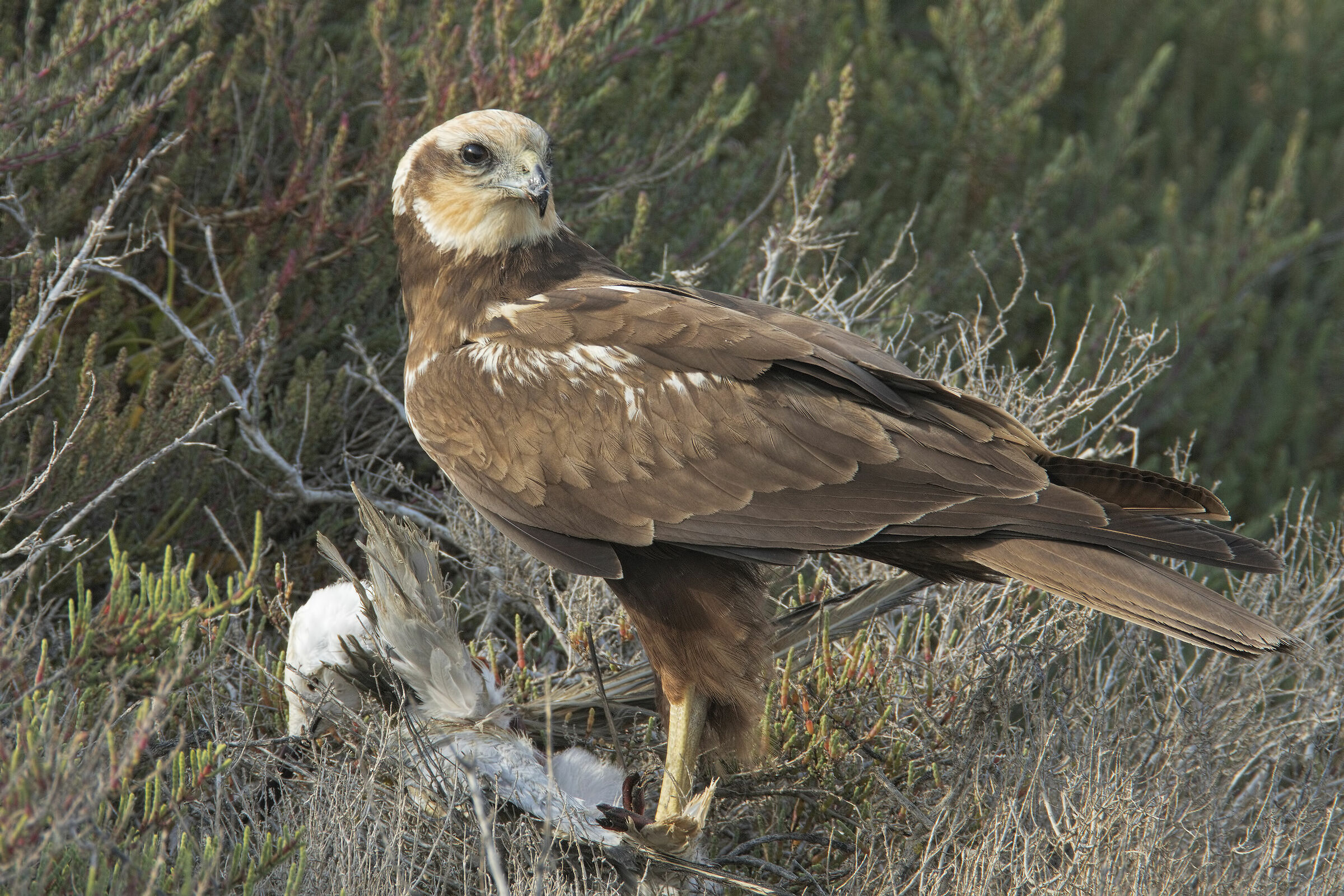falco di palude (circus aeroginosus)