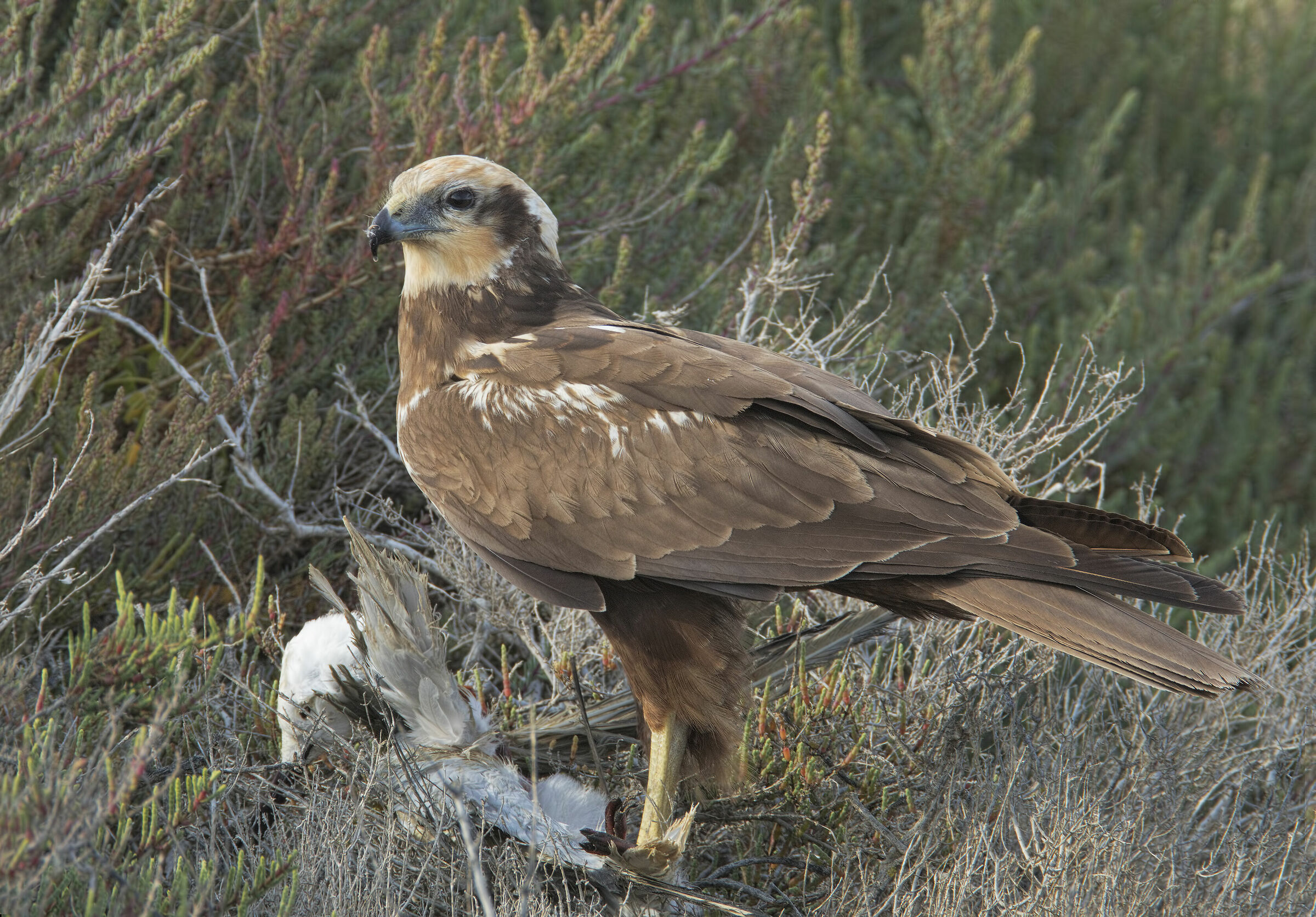 falco di palude (circus aeroginosus)