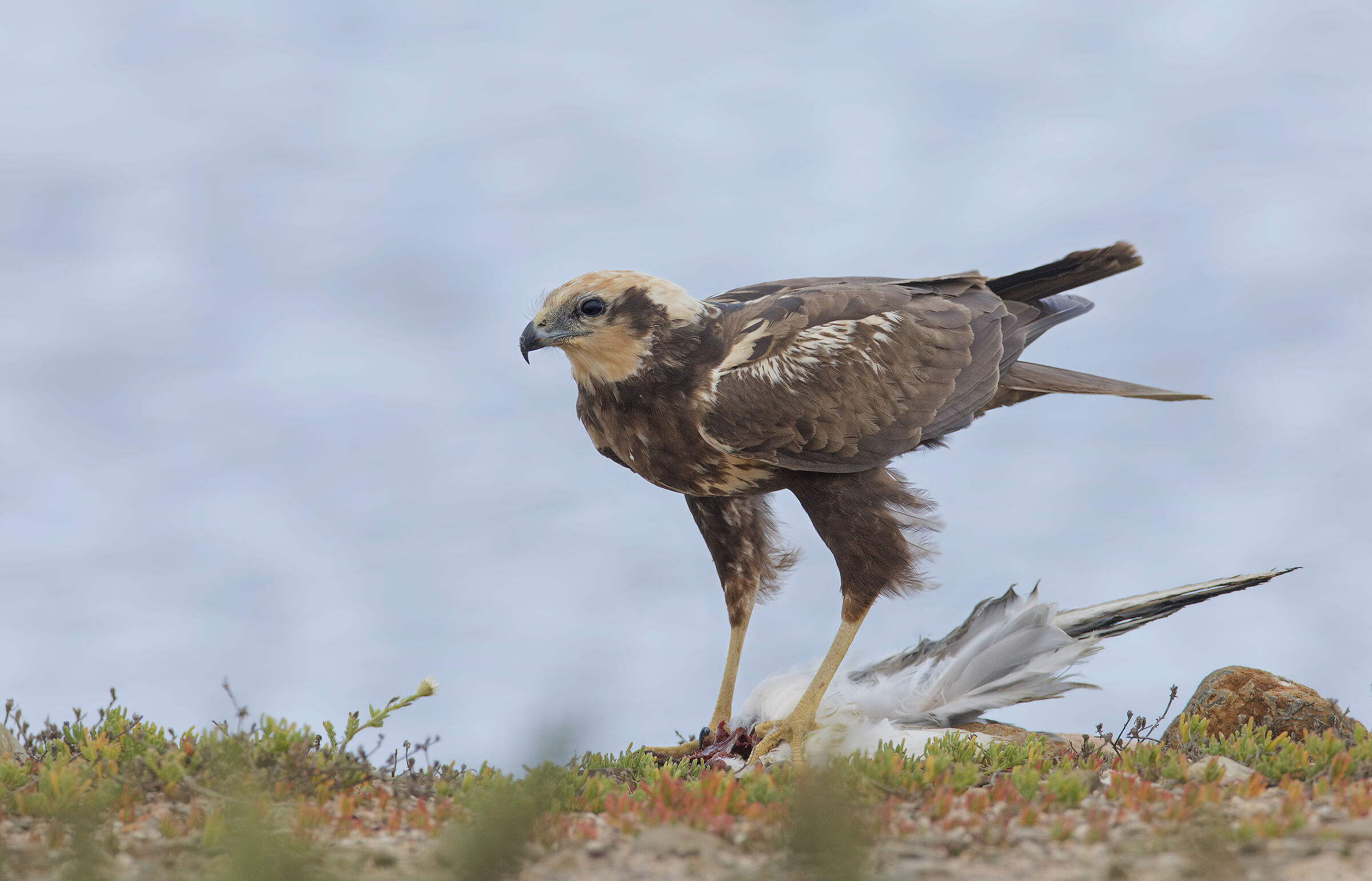falco di palude (circus aeroginosus)