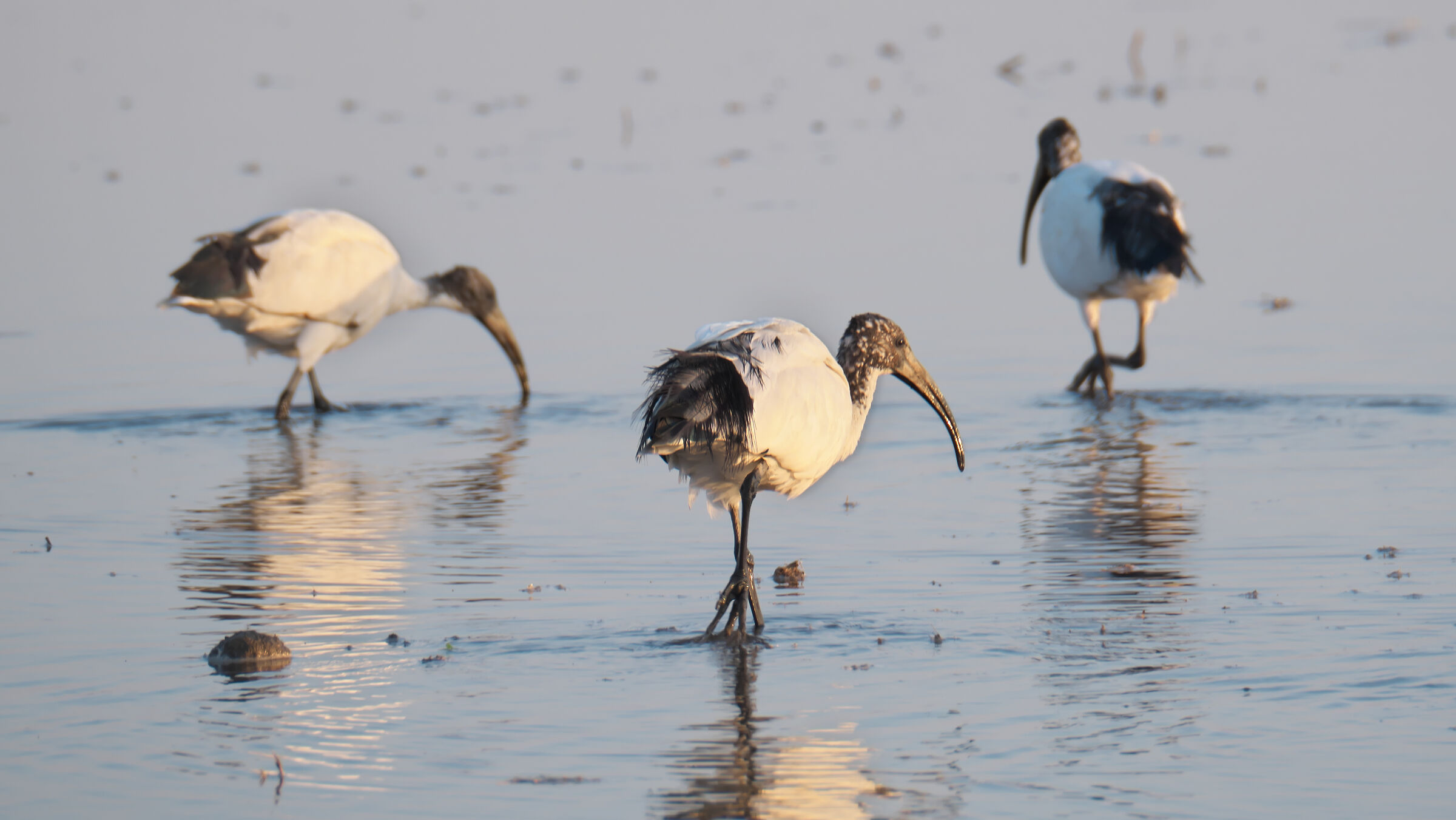 Di nuovo con i piedi a mollo...