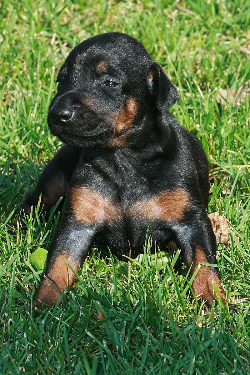 Vito : dobermann feroce