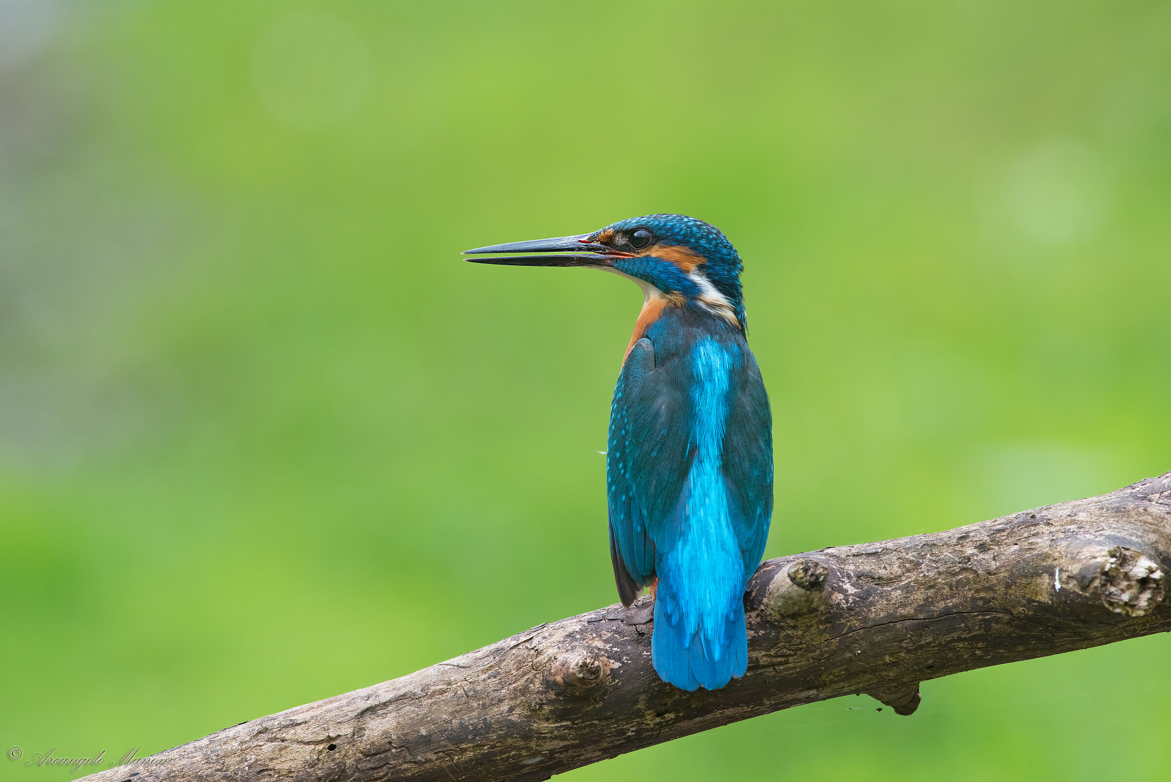 Seriousness of Martino