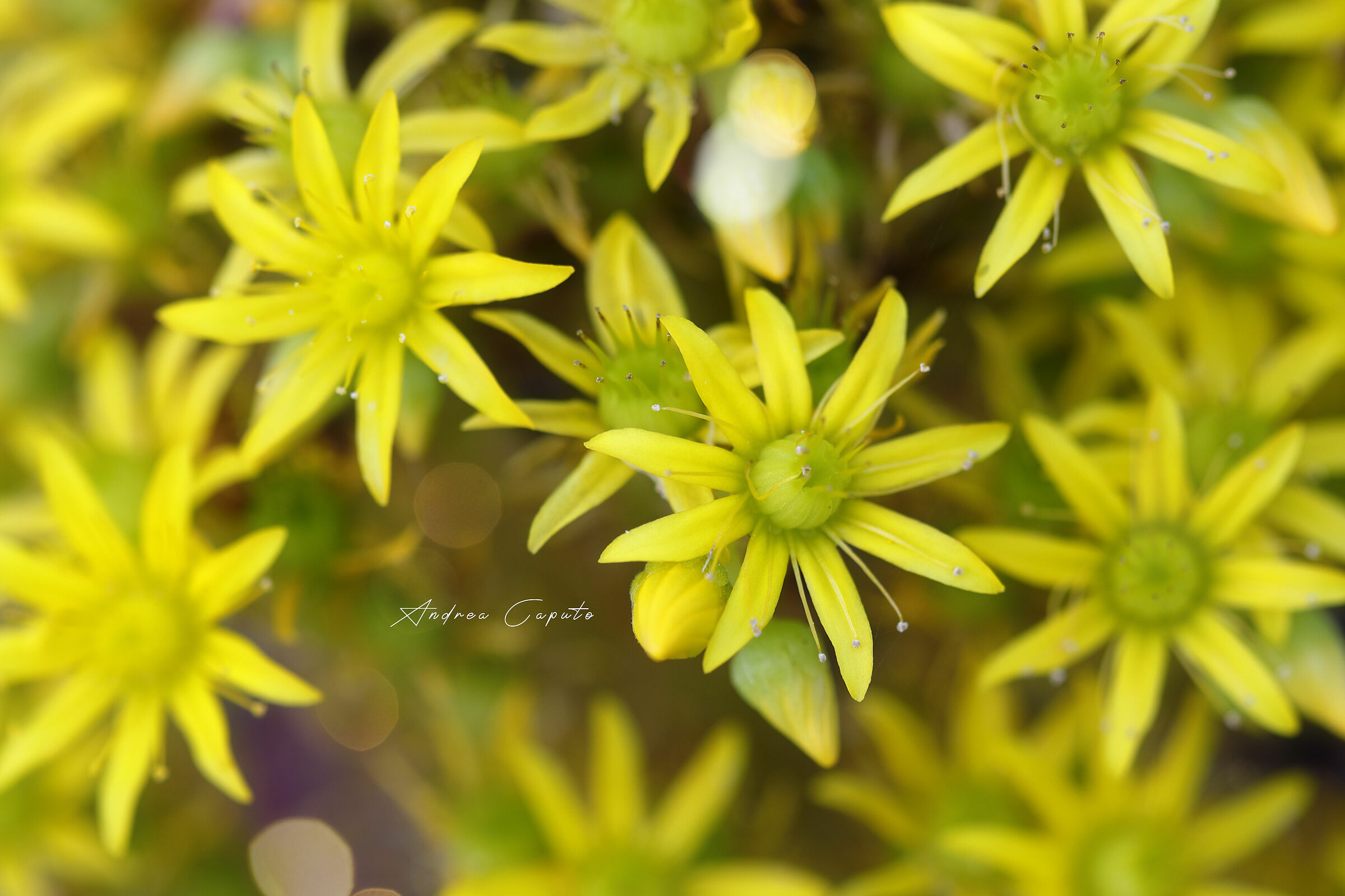 Aeonium - Garden House