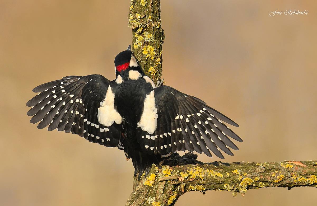 Big Red Woodpeckers....