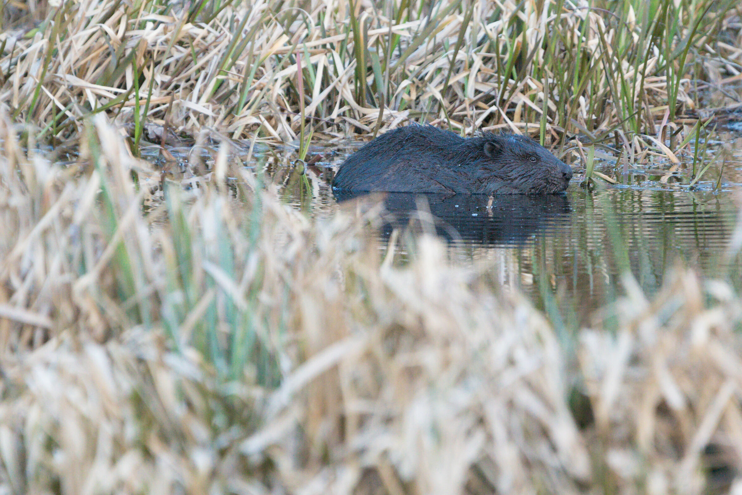 Castoro eurasiatico (fibra di ricino)