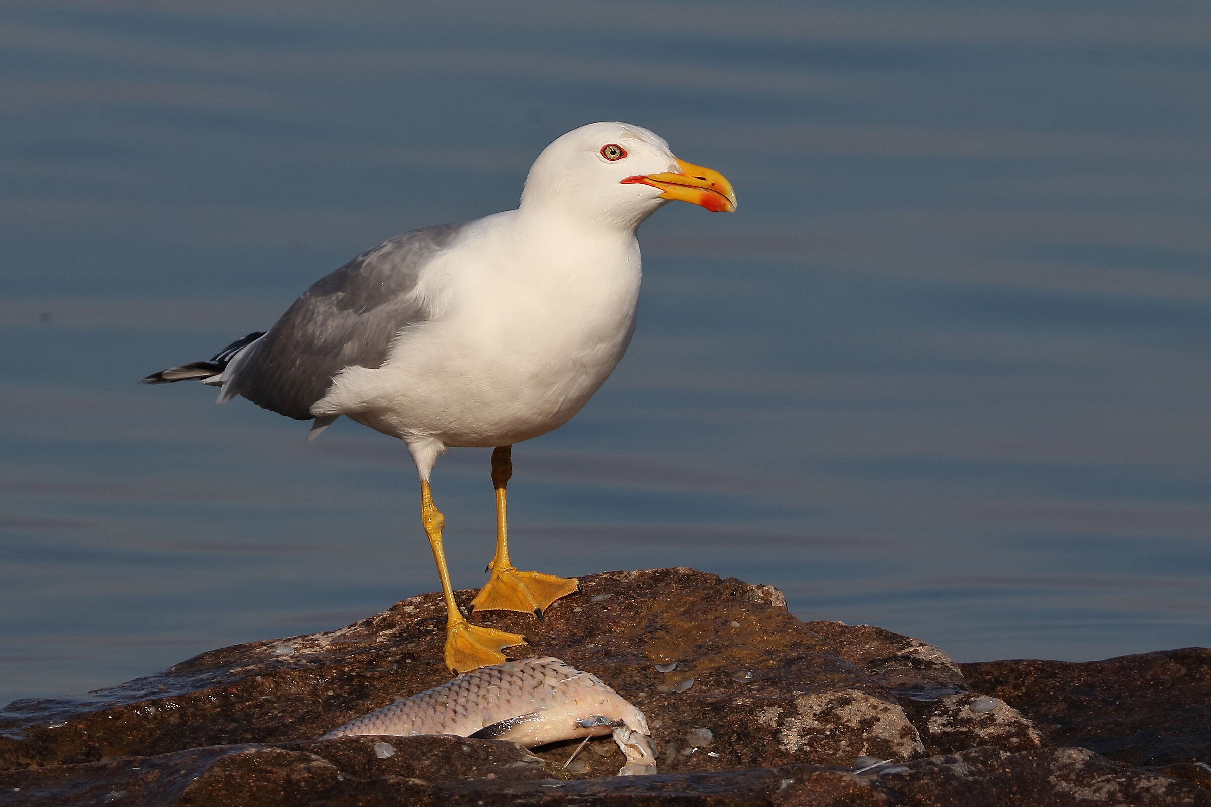 Royal Gull with fish