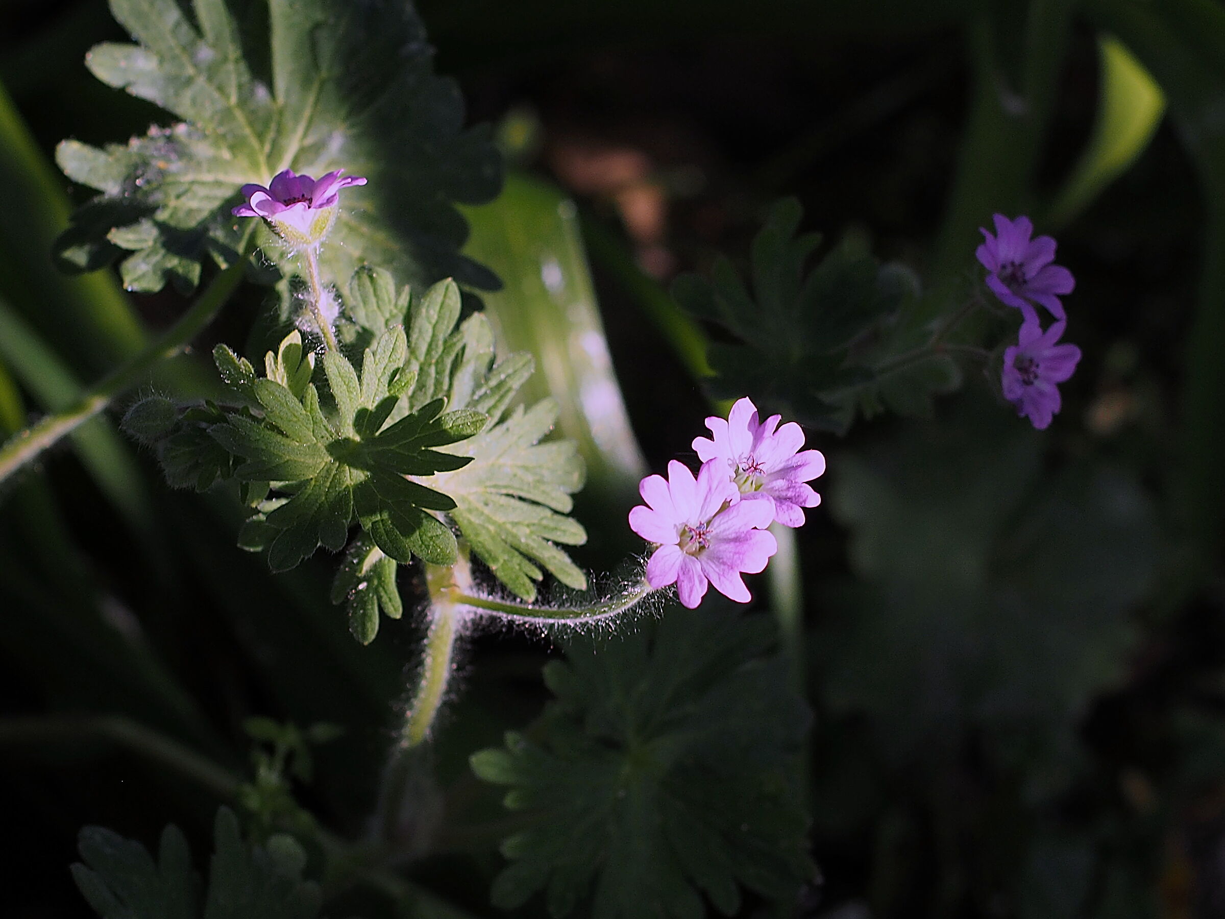 Piccolo nell'ombra del giardino