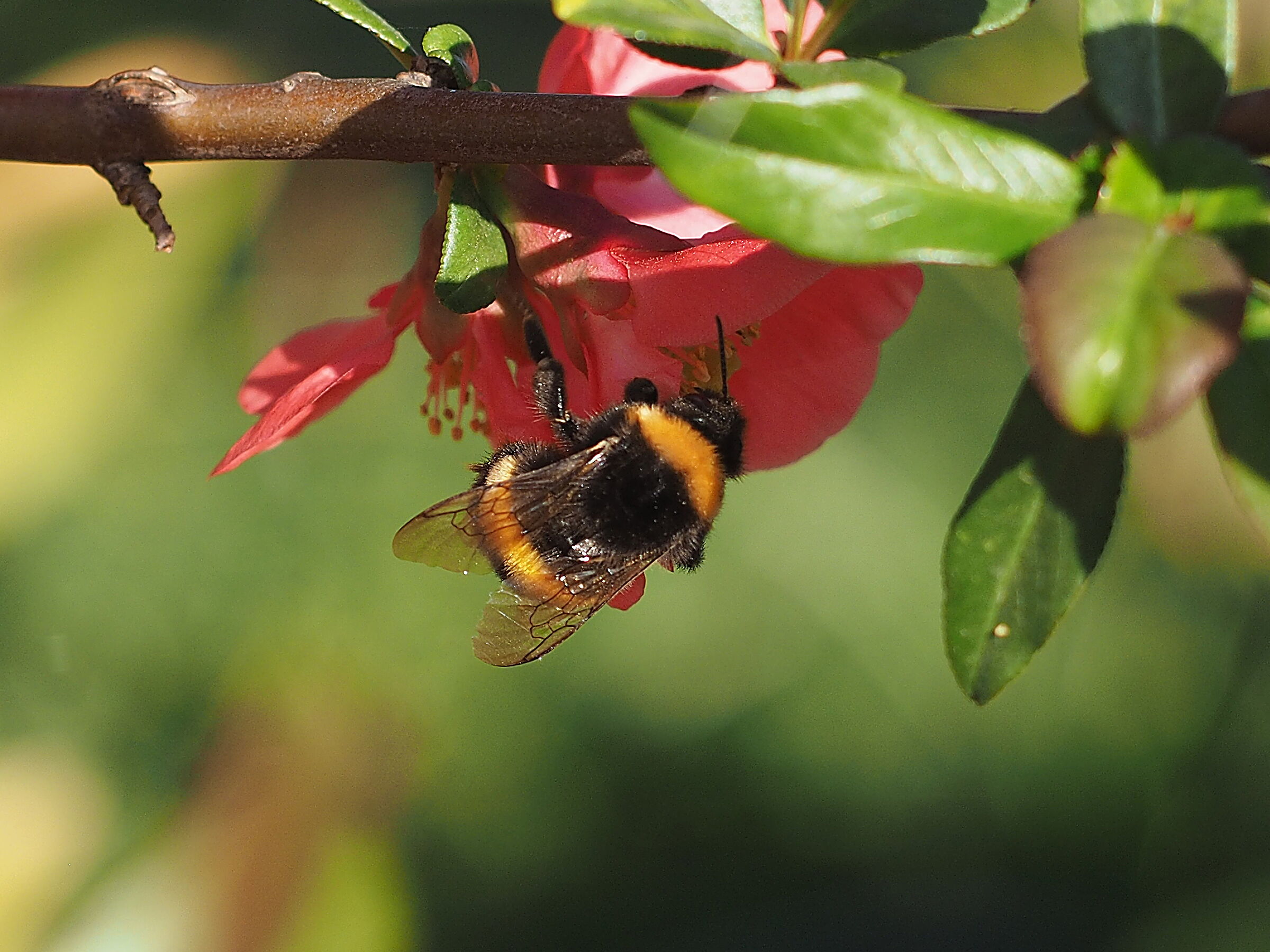 Solo in cerca di nettare