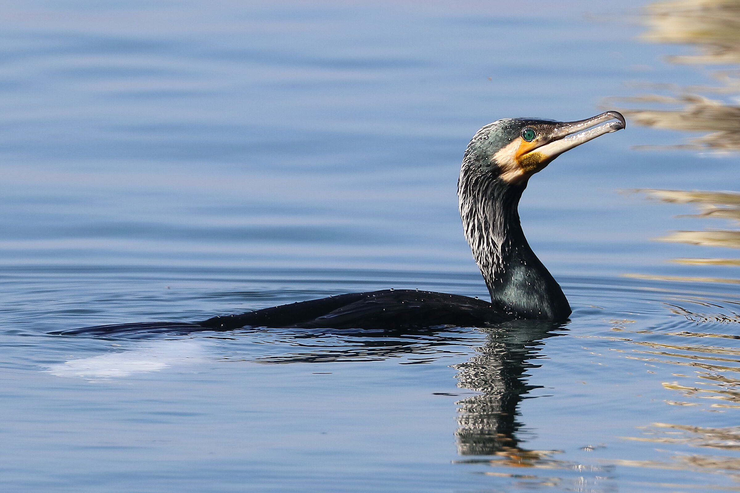 Cormorant