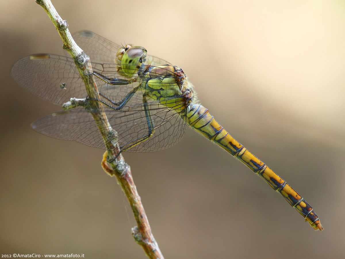 Sympetrum meridionale