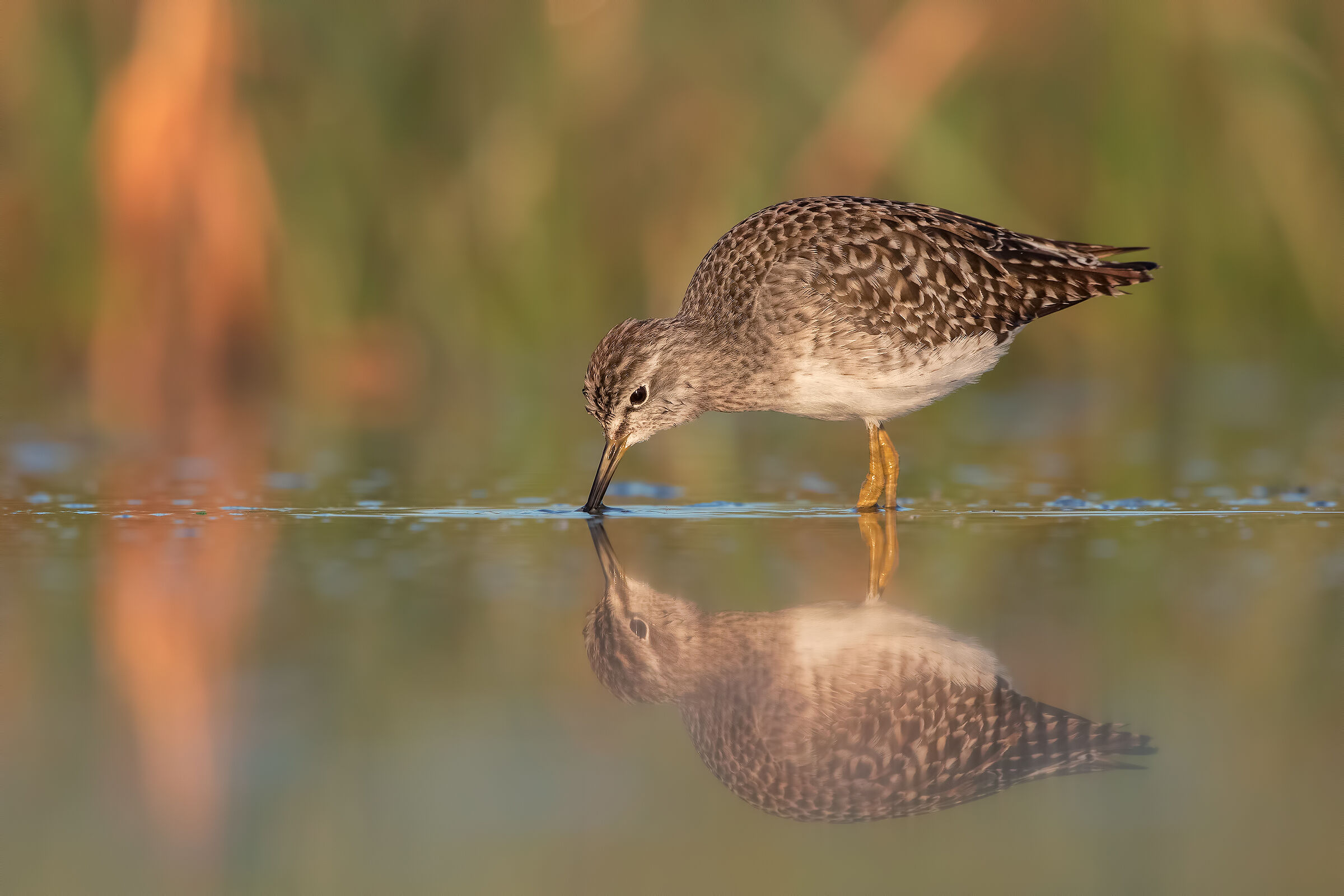 Pyro Pyro Boschereccio