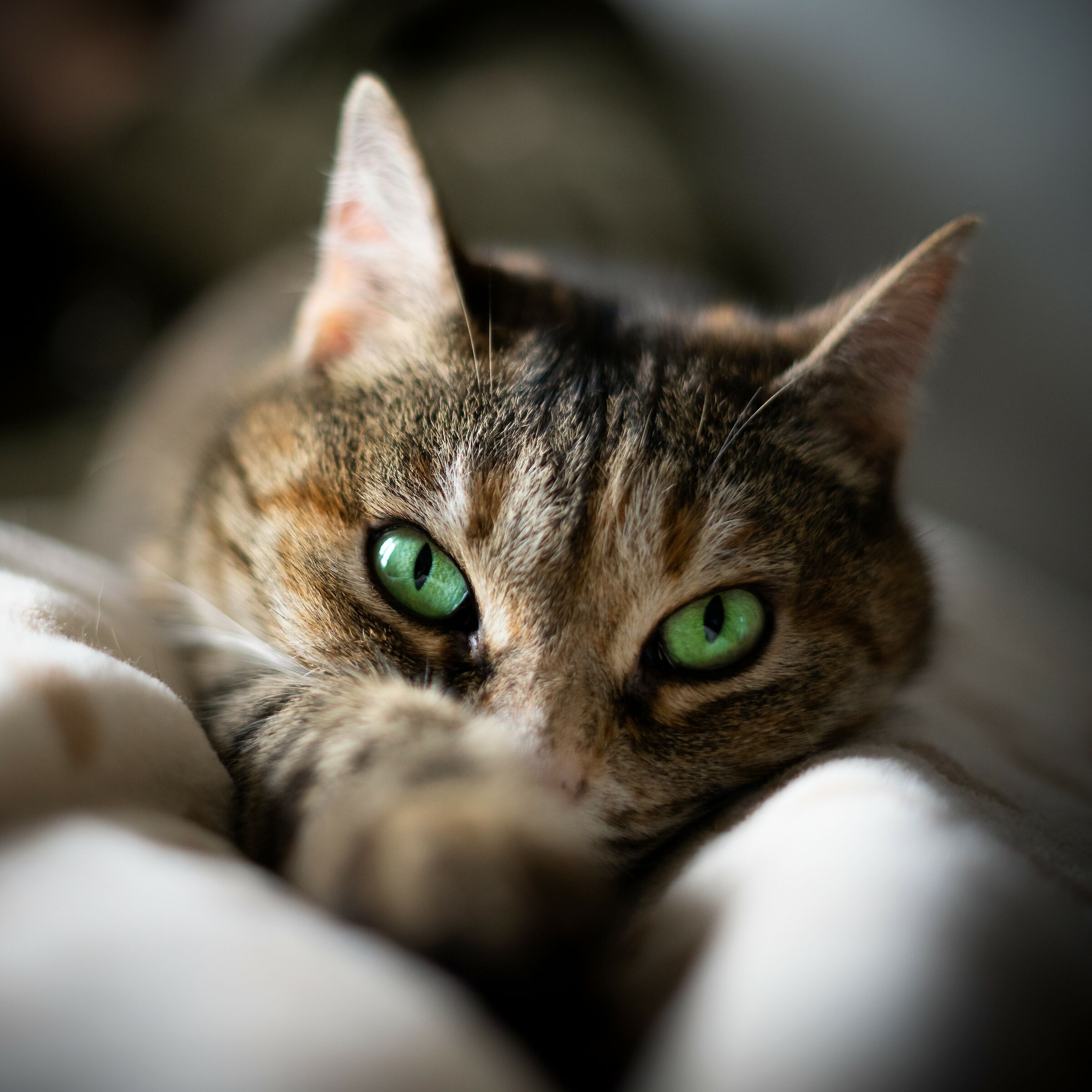 occhi attenti...anche quando dormo