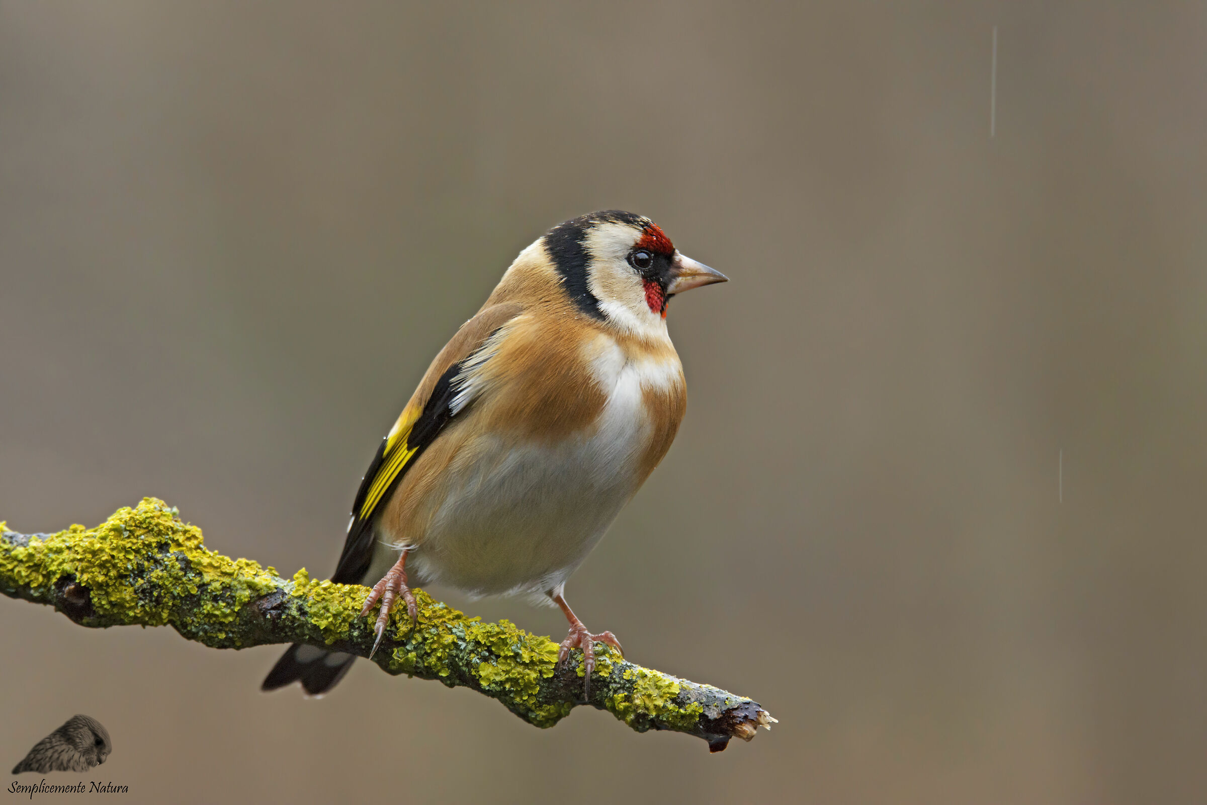 Goldfinch (Carduelis Carduelis)