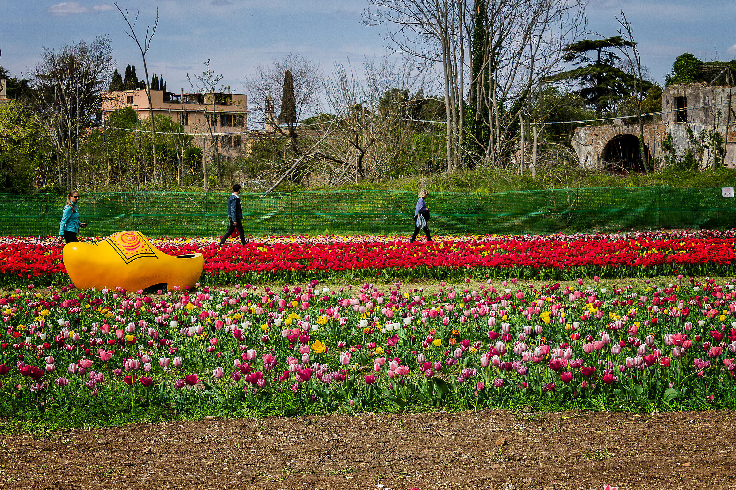 Beatles dei tulipani