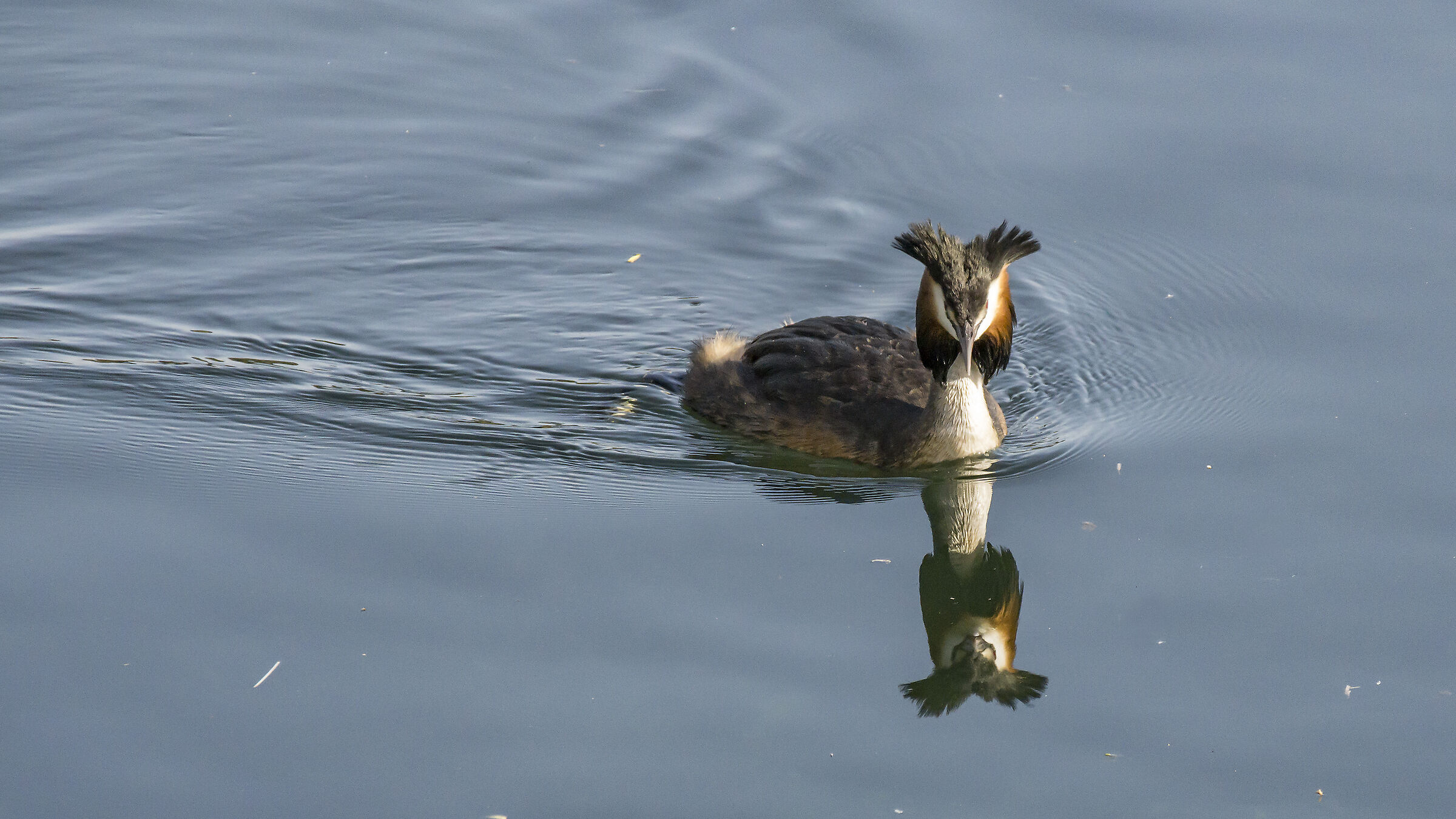 Major Crested Grebe-1
