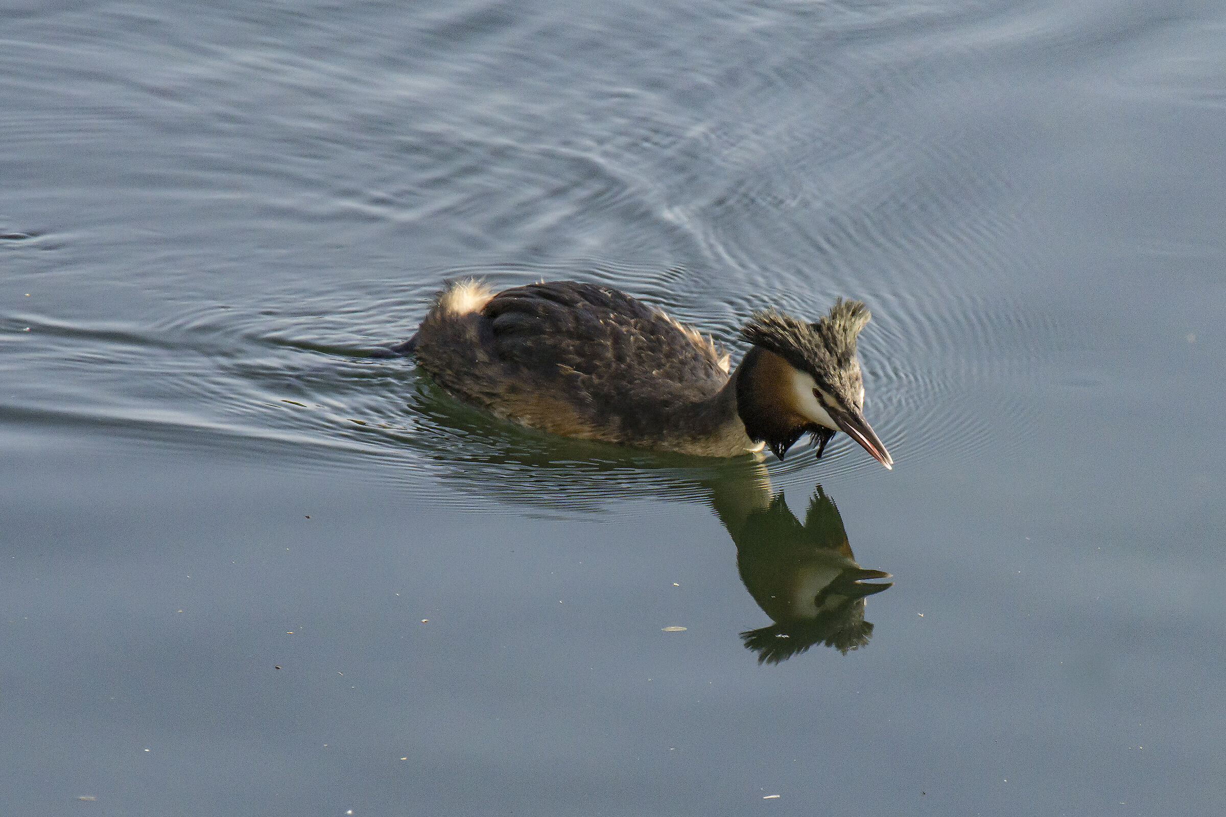 Big Crested Grebe-3
