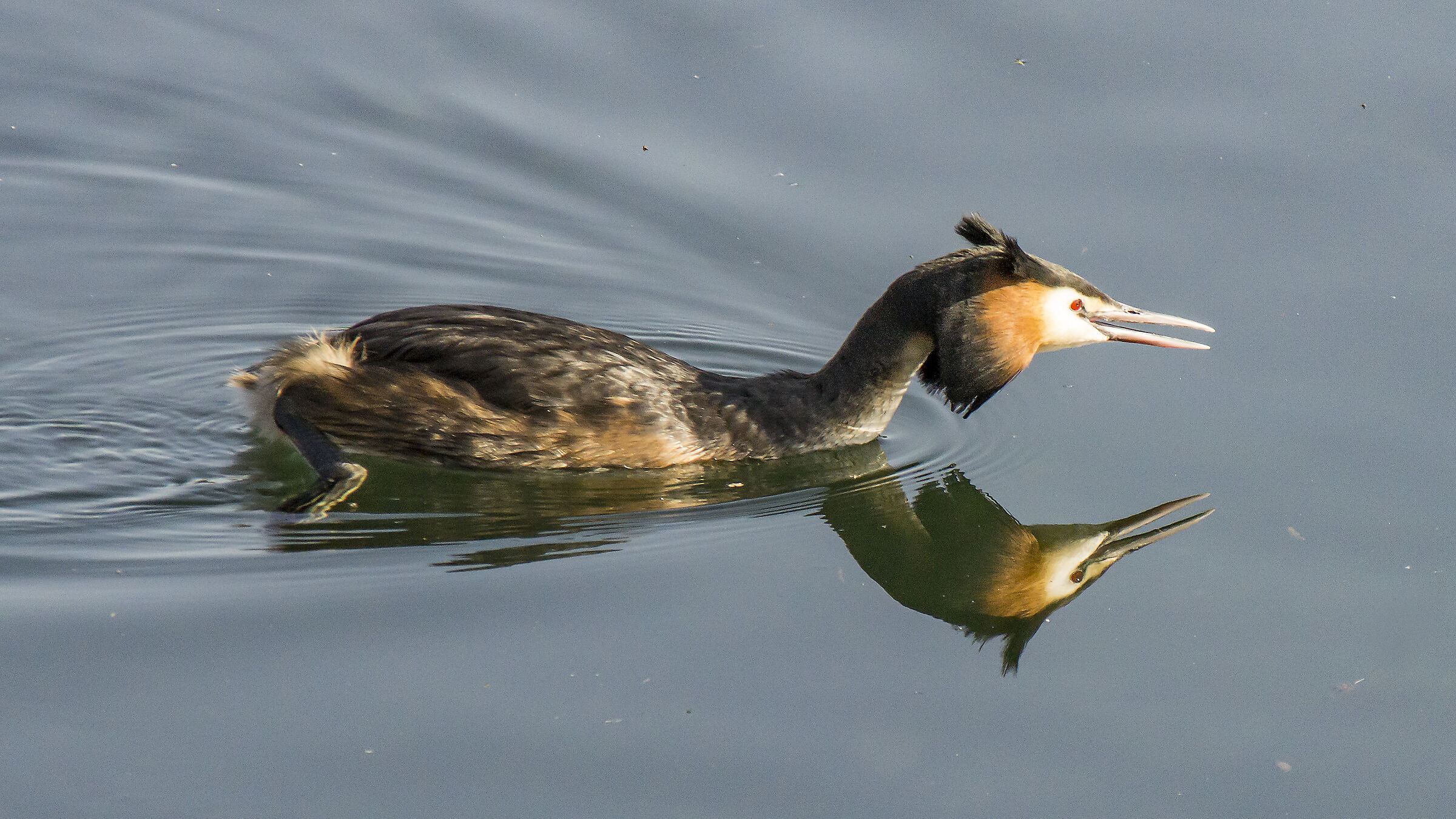 Big Crested Grebe-4