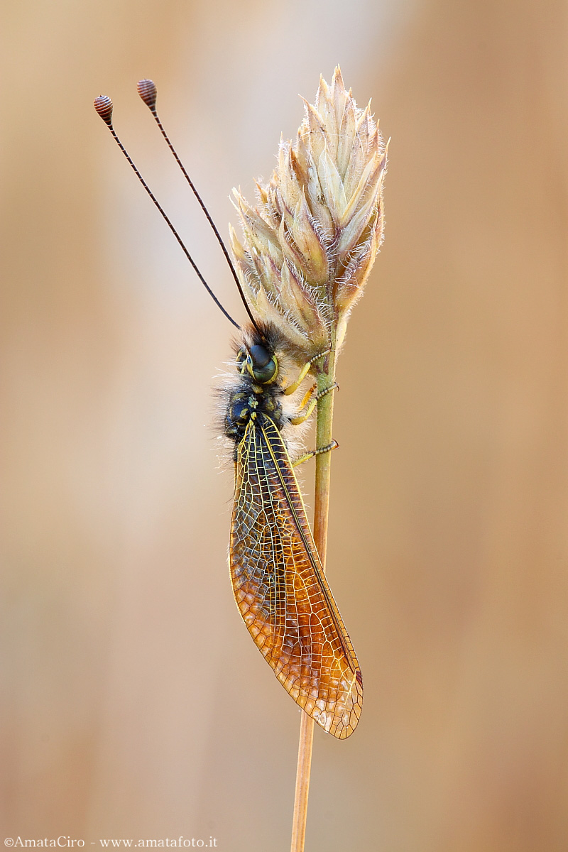 Libelloides siculus (Angelini, 1827)