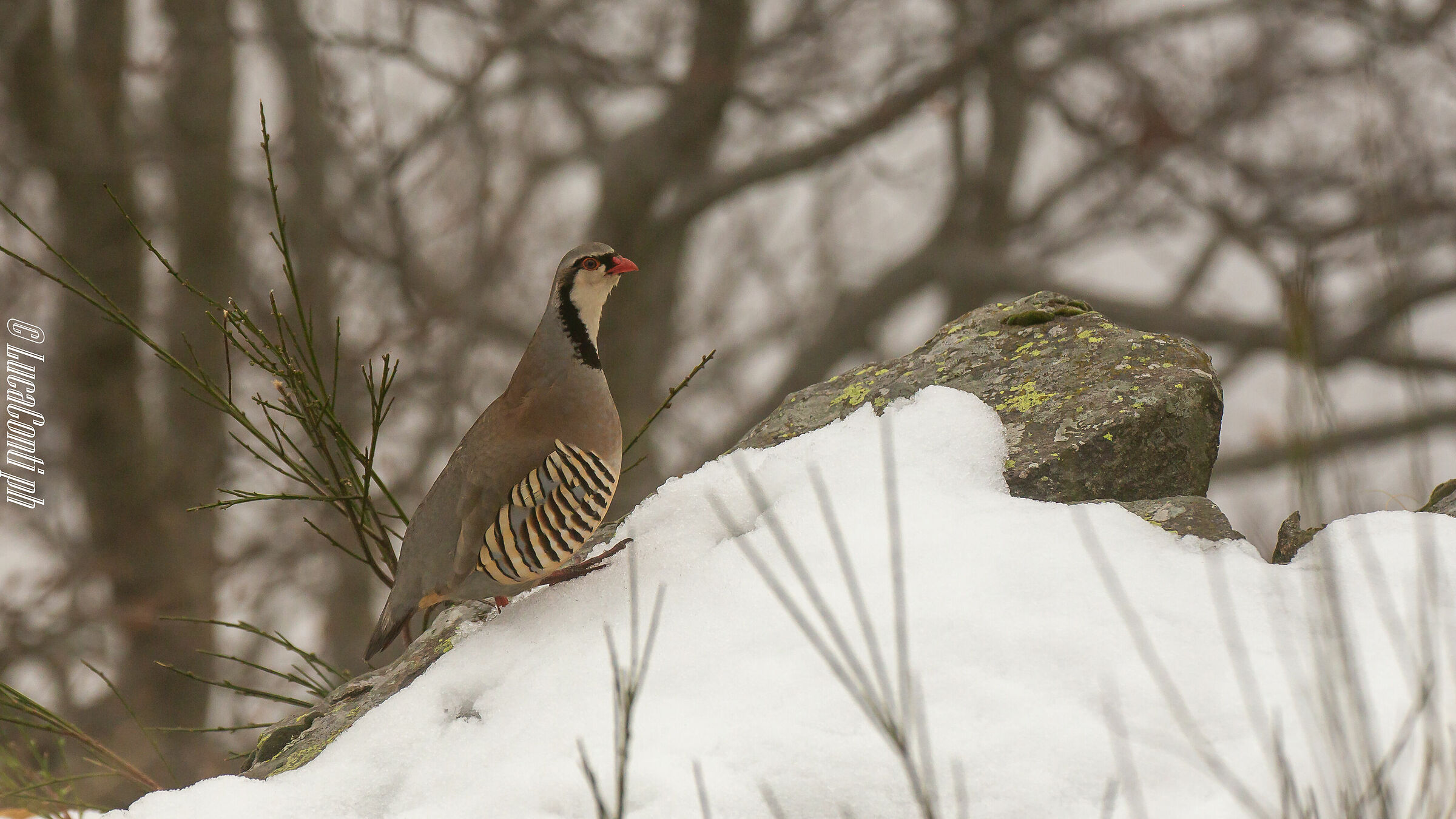 Alpine Coturnice (Alectoris Graeca) Valsassina LC