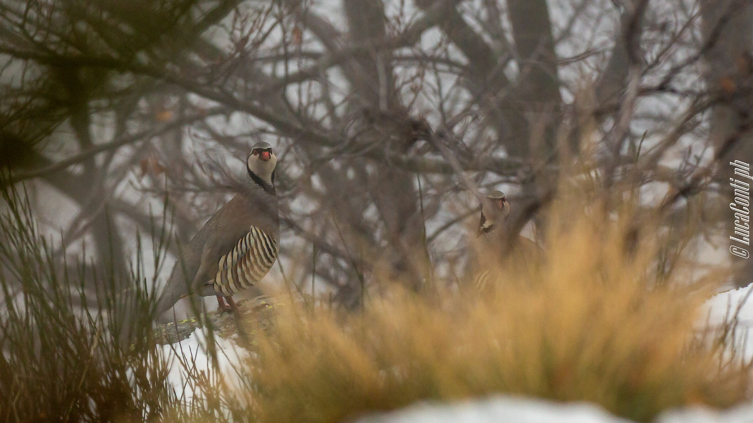 Alpine Coturnice (Alectoris Graeca) Valsassina LC