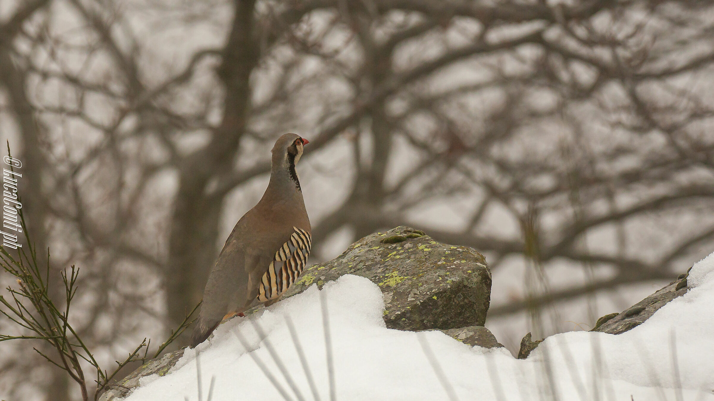 Alpine Coturnice (Alectoris Graeca) Valsassina LC
