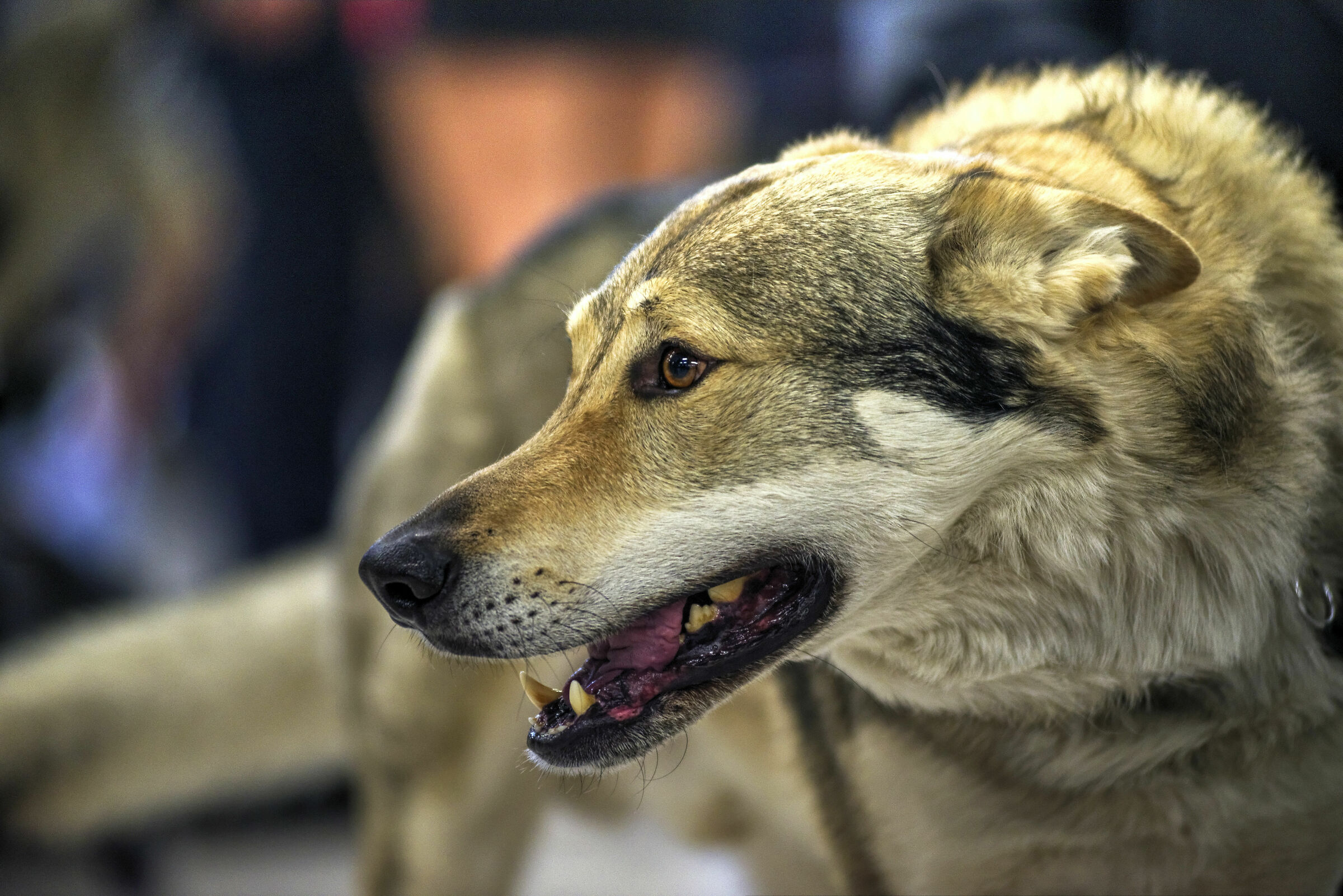 Mostra dei cani 2019 Ostrava