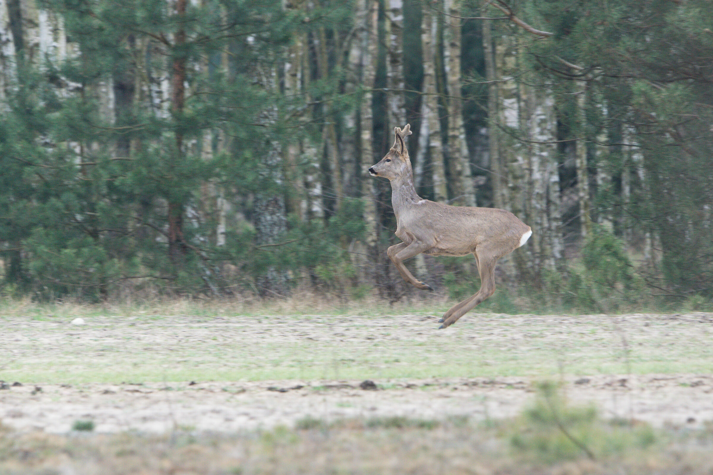 Capriolo (Capreolus capreolus)