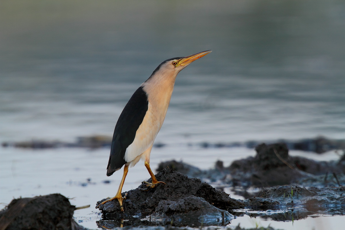 male bittern