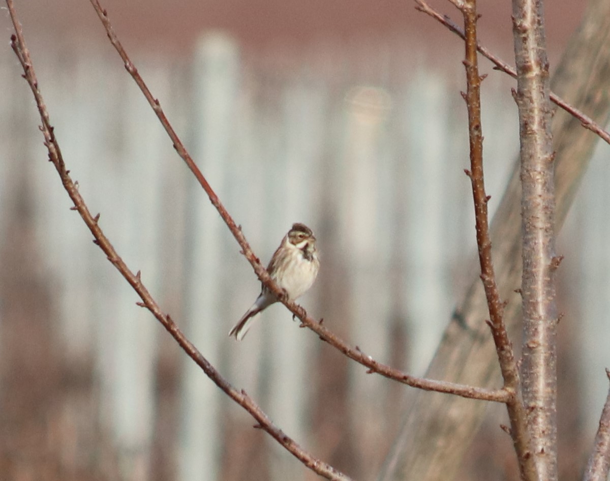Migliarino di palude